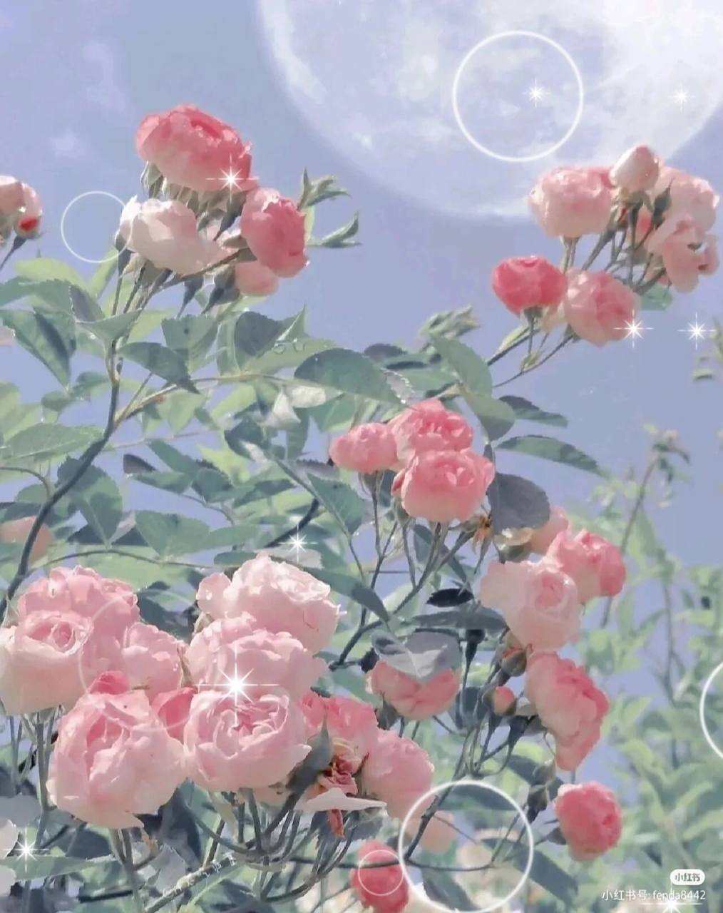 绝美玫瑰头像,小众ins风