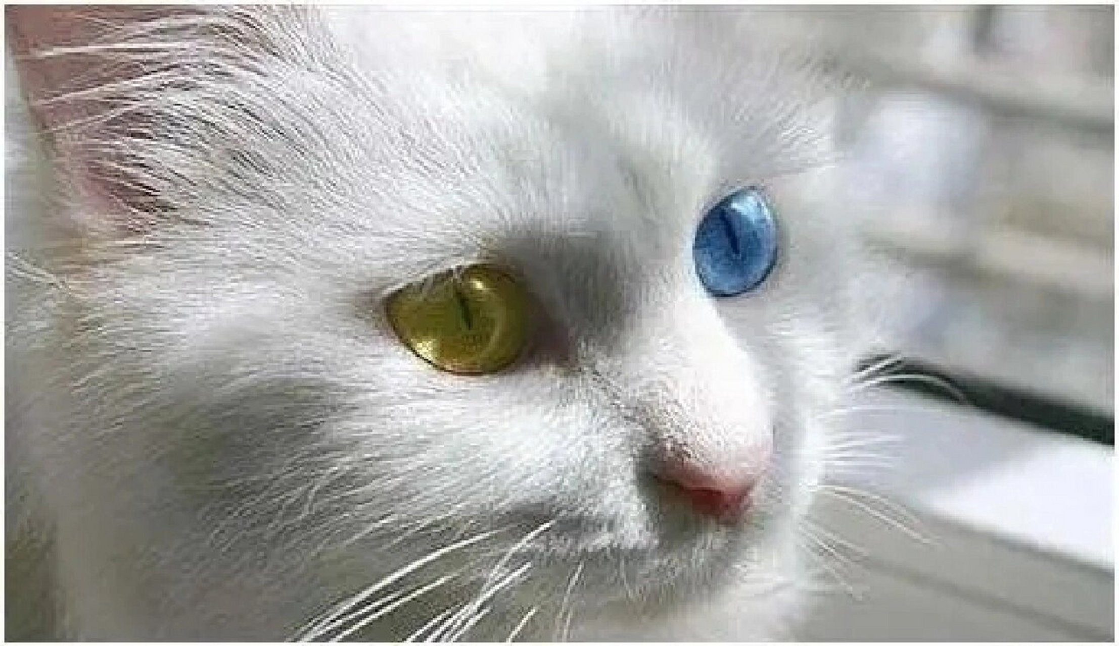 异瞳猫,它们眼里有星辰,却于星辰中苦楚 它们并不知道自己的眼睛有多