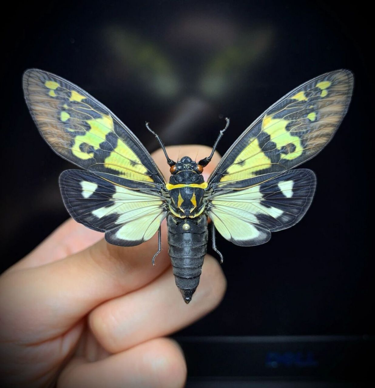 彩蝉 来自云南的彩色知了,让人拥有一个属于夏天的彩色回忆