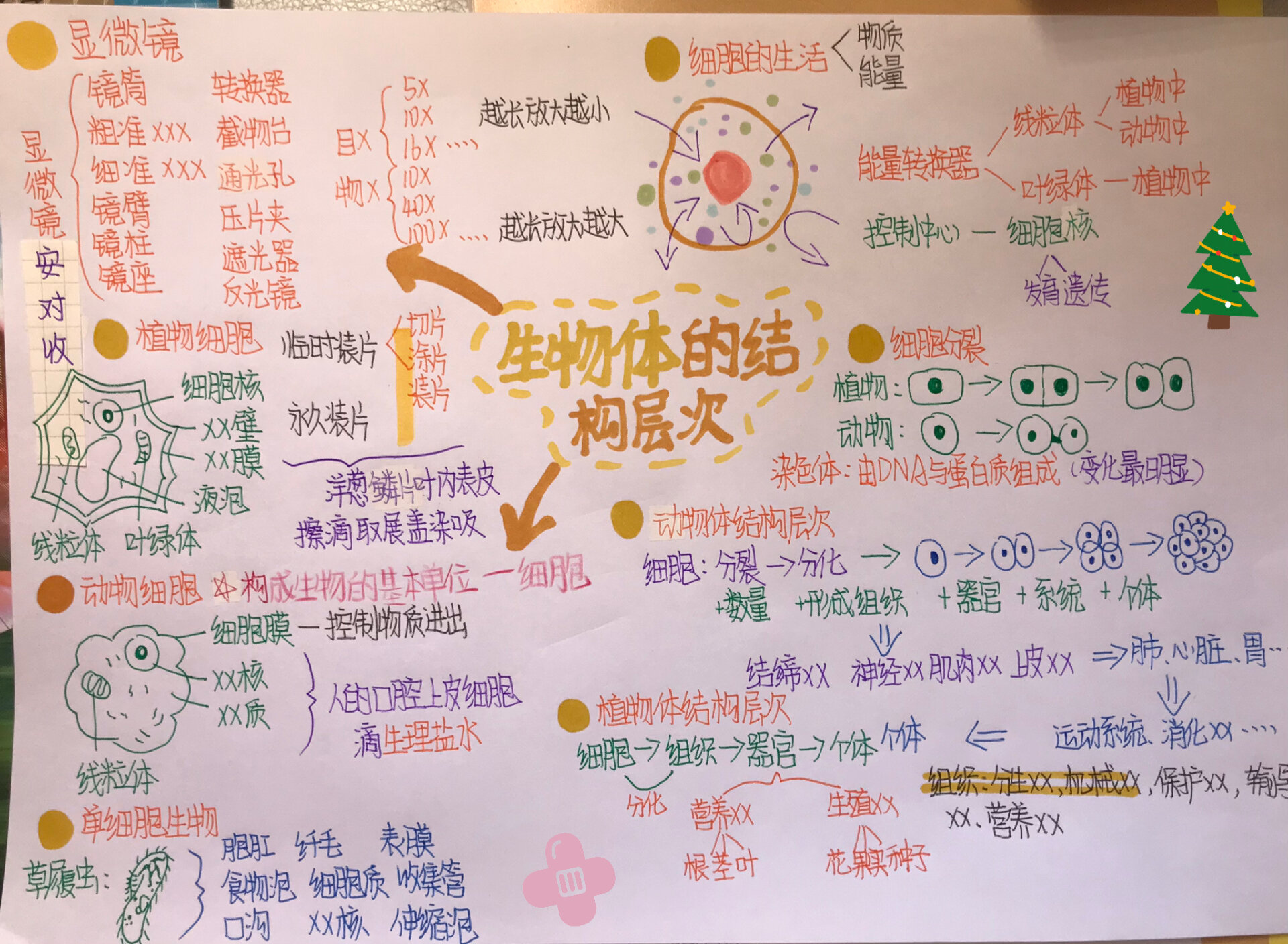 初一下生物人体的结构层次专项(初中生物人体的结构和生理知识点)