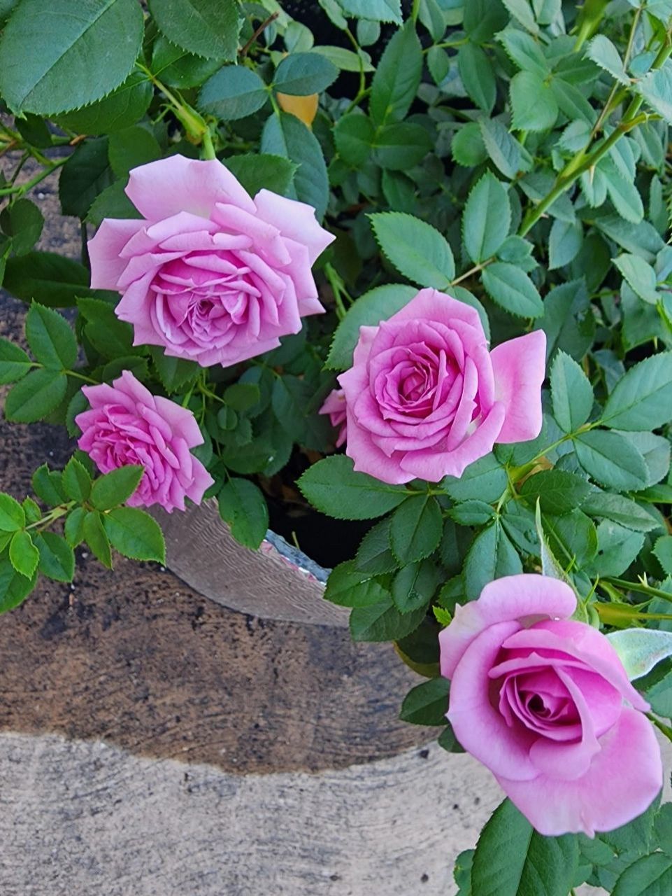 月季薰衣草门廊 lavender veranda kordes品种.薰衣草颜色的蓝紫色花,