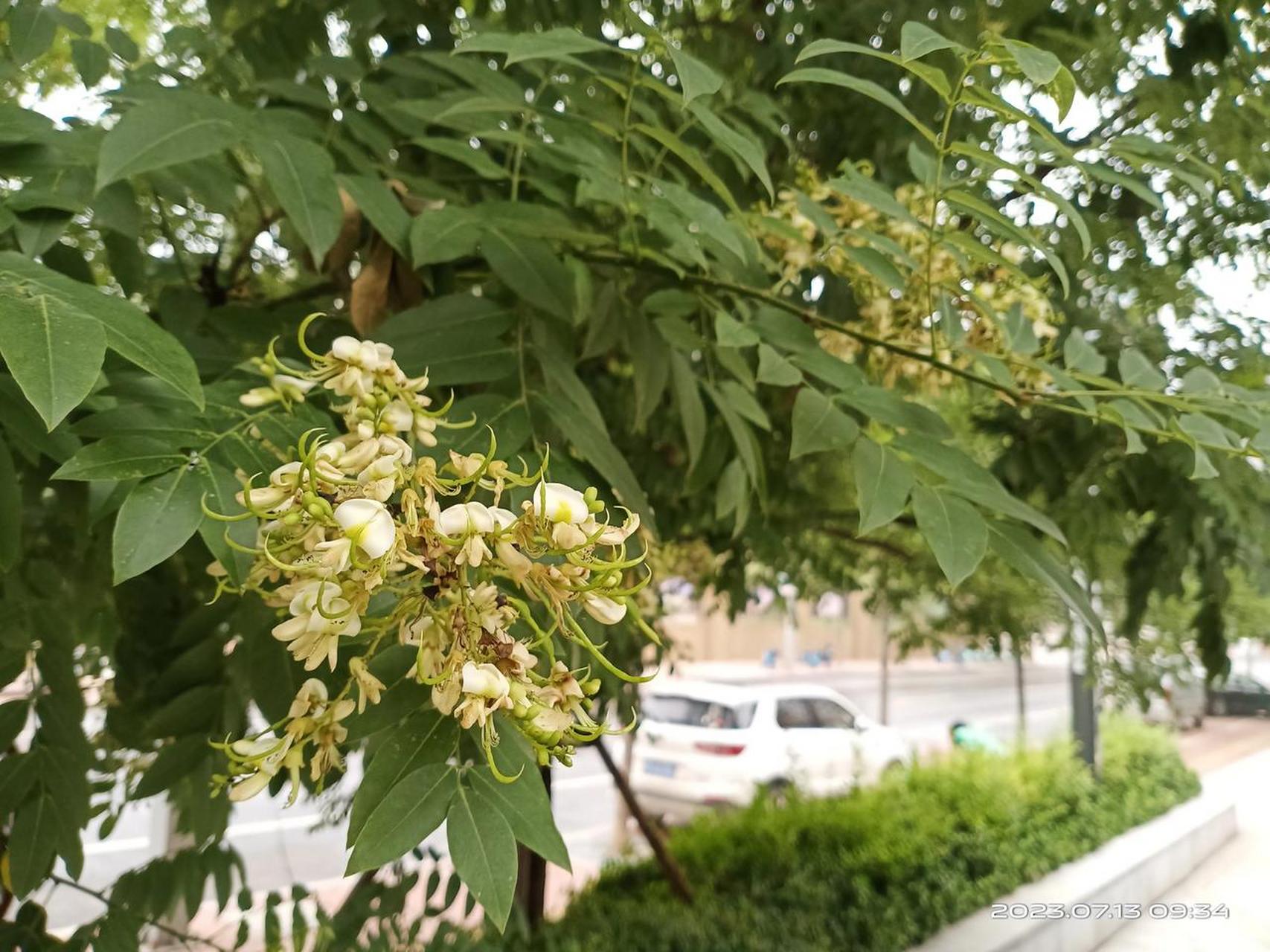 路边的国槐花,虽然不是太漂亮,也还是要给她拍照留影.