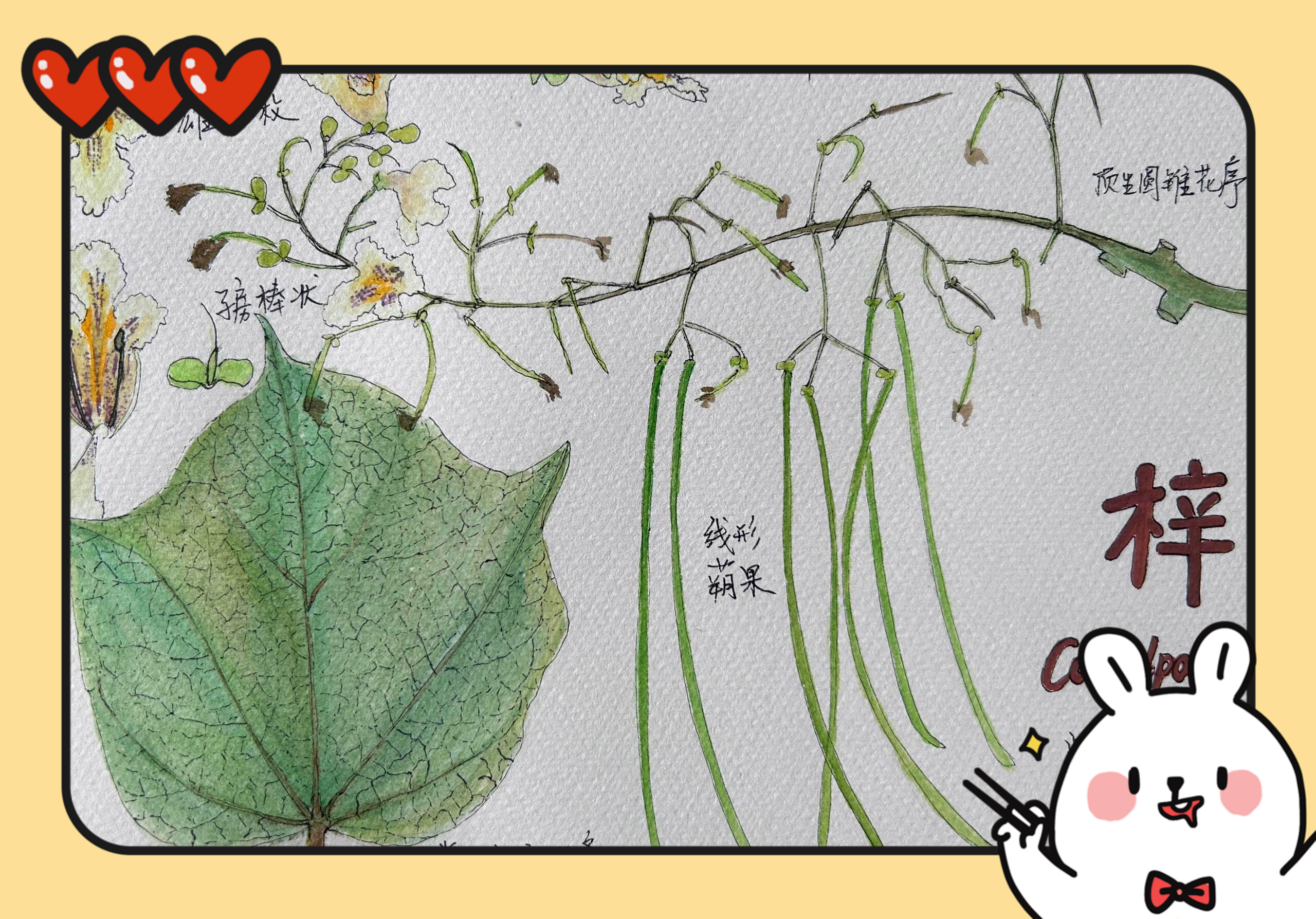 梓树为什么叫梧桐树 梓树为什么叫梧桐树