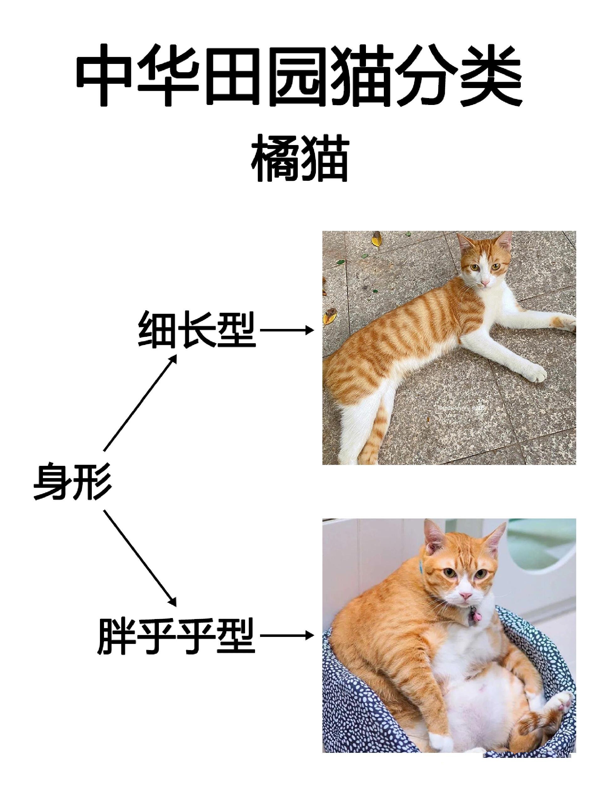 中华田园猫系列专场