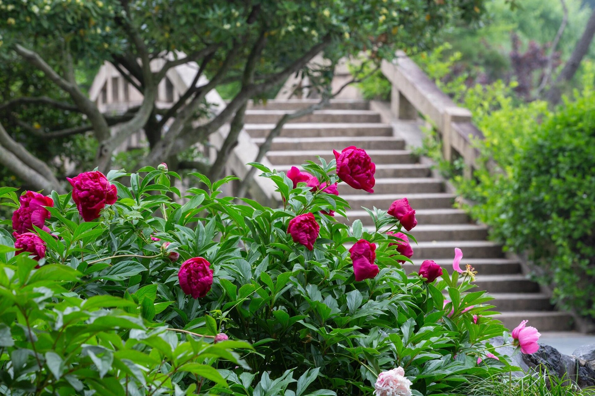金带围—芍药中极品 芍药承春宠,何曾羡牡丹#烟花三月下扬州# #周末去