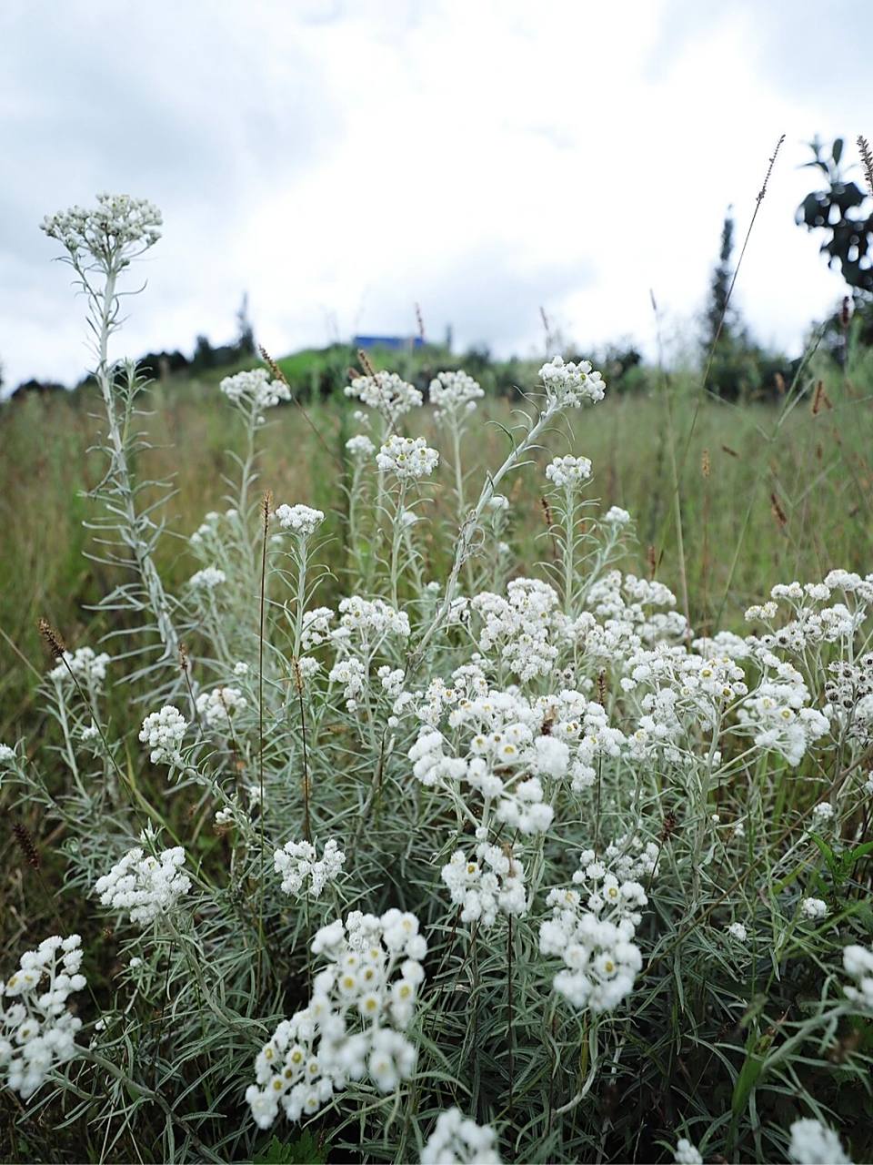 山居 | 火草花——用来取火的花 【火草花】自小就听老人们说,这种花