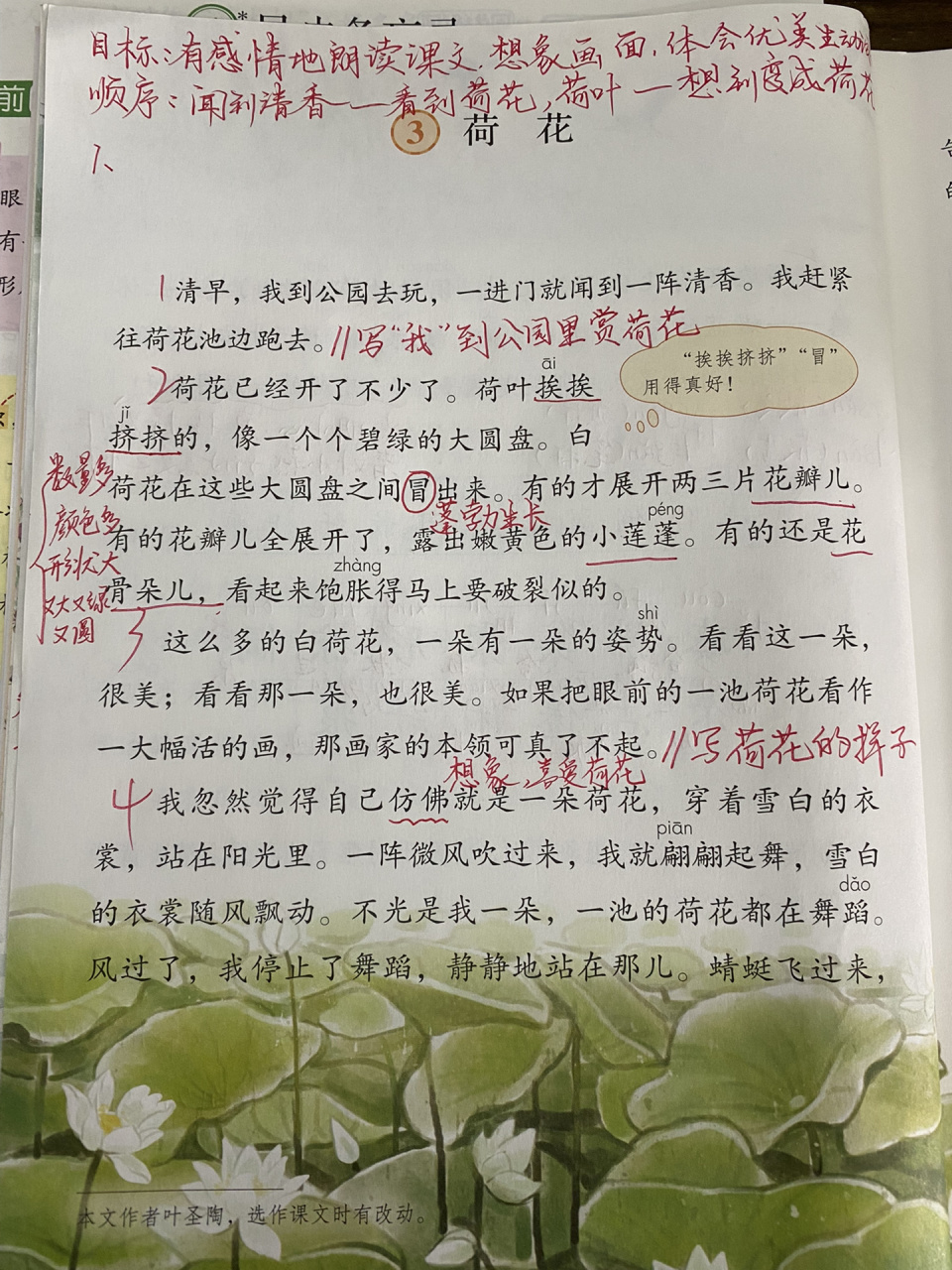 荷花课文内容图片