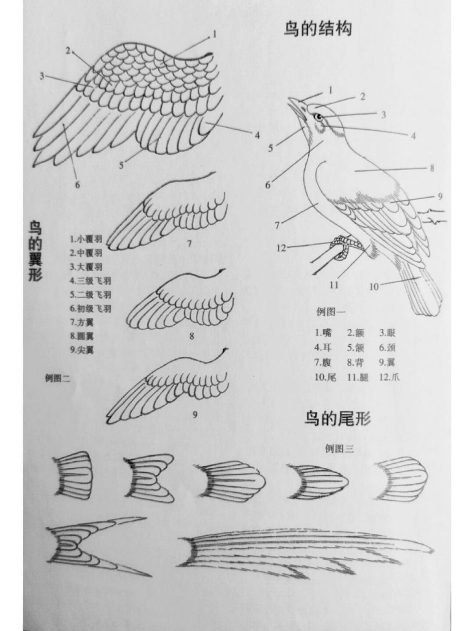 工笔画步骤分享(工笔禽鸟技法一) 禽鸟是花鸟画的主要题材,历代花鸟