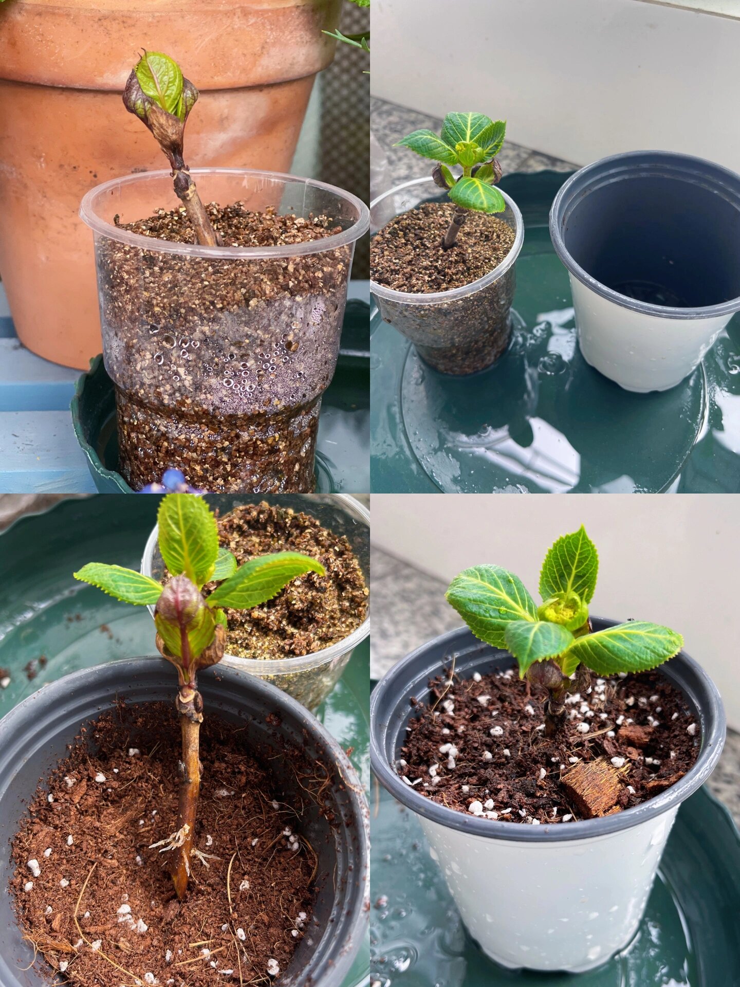 绣球扦插|冬天扦插的休眠枝绣球开花了,可可