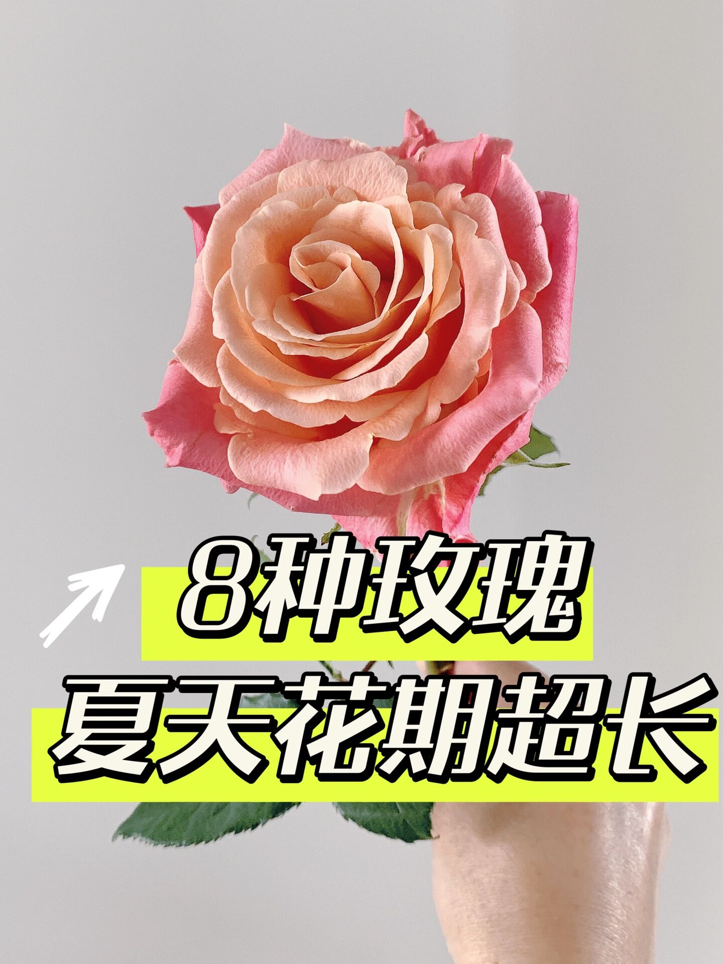 玫瑰刺客退退退!夏天选这8款玫瑰,花期超长