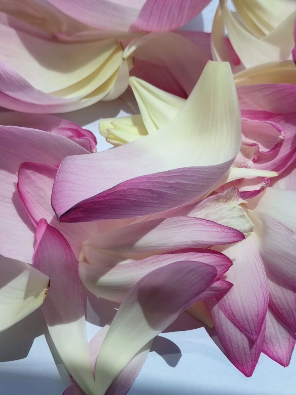 荷花花瓣可以用来做什么呢? 开到极致的荷花一碰就掉花瓣,又舍不得丢