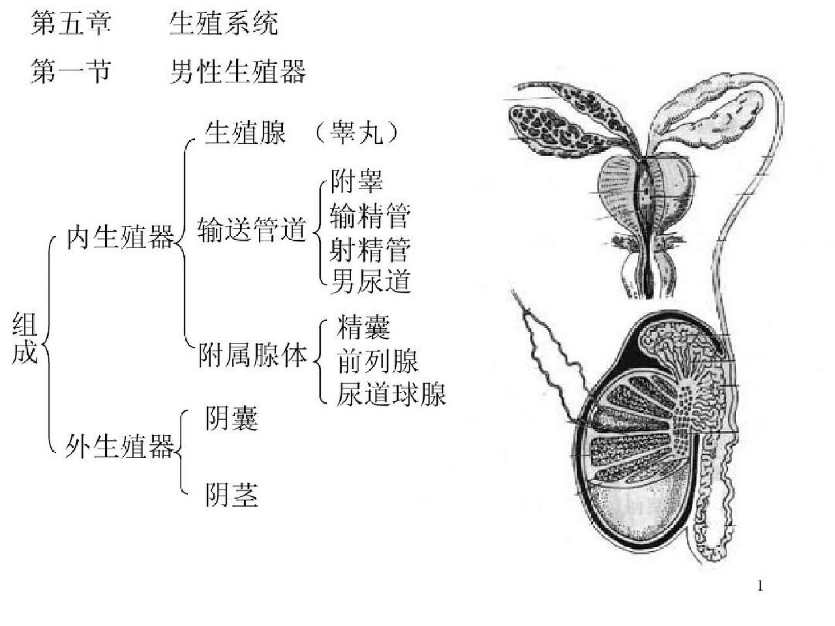 生殖系统 白老师整理:关于人体八大系统:生殖系统 1,生殖系统