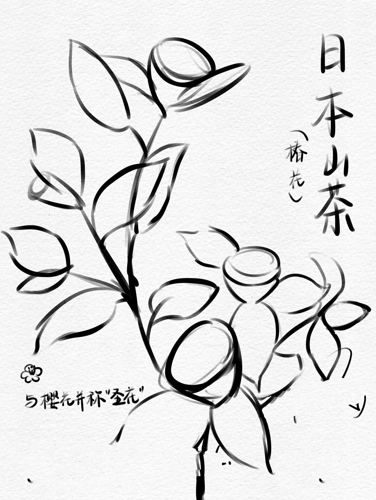 原创|山茶花插画|椿花