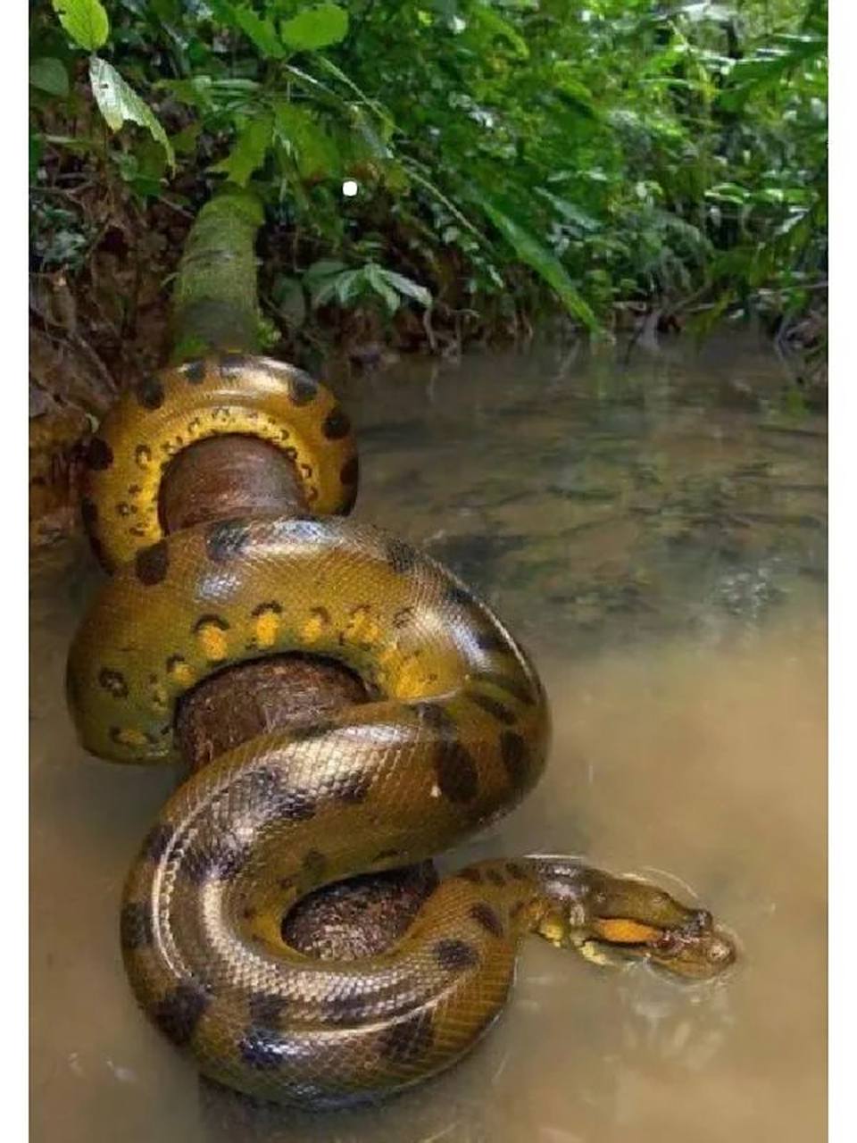 亚马逊 恐怖生物day3 绿森蚺 基本信息 绿森蚺别名森蚺,绿水蟒,绿巨蟒