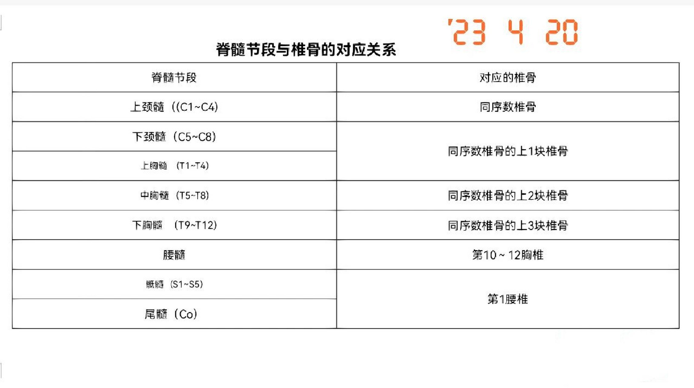 脊髓节段支配图片