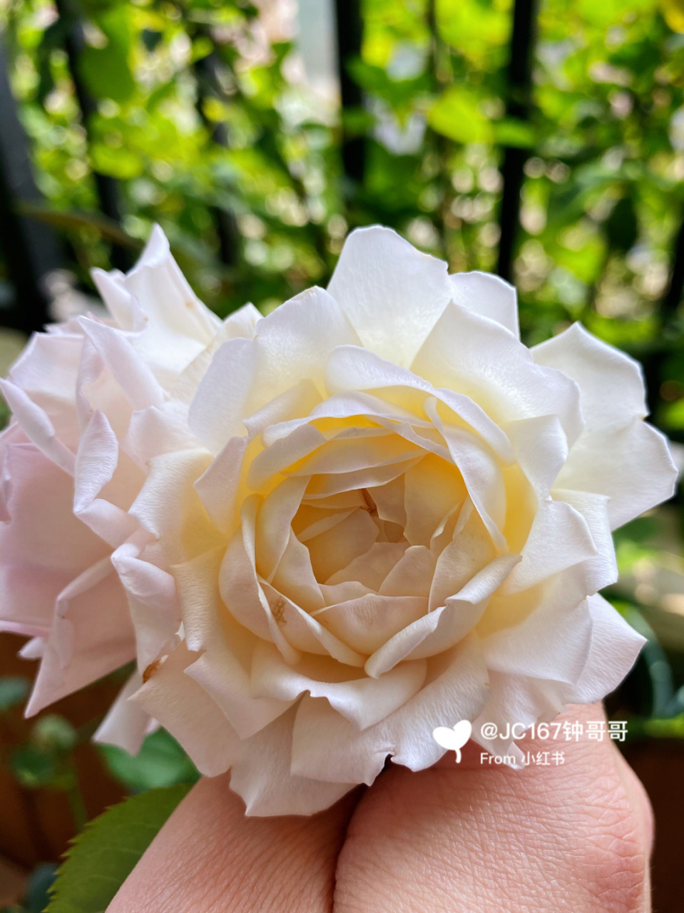 实拍|砂糖 月季:砂糖,河本 耐开浓香,后期拍的花瓣有点残 #我的秘密