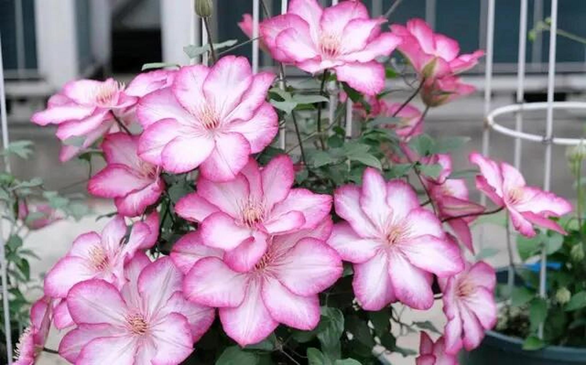 又美又仙又玲珑丰花的"解放"铁线莲 "解放",也叫"自由.