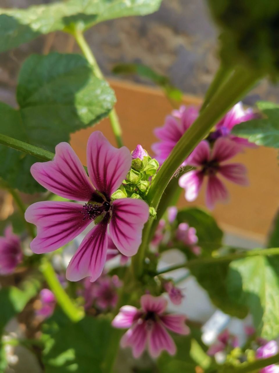 【锦葵】是一味药食同源的植物. 有清热利湿,理气通便的功效.