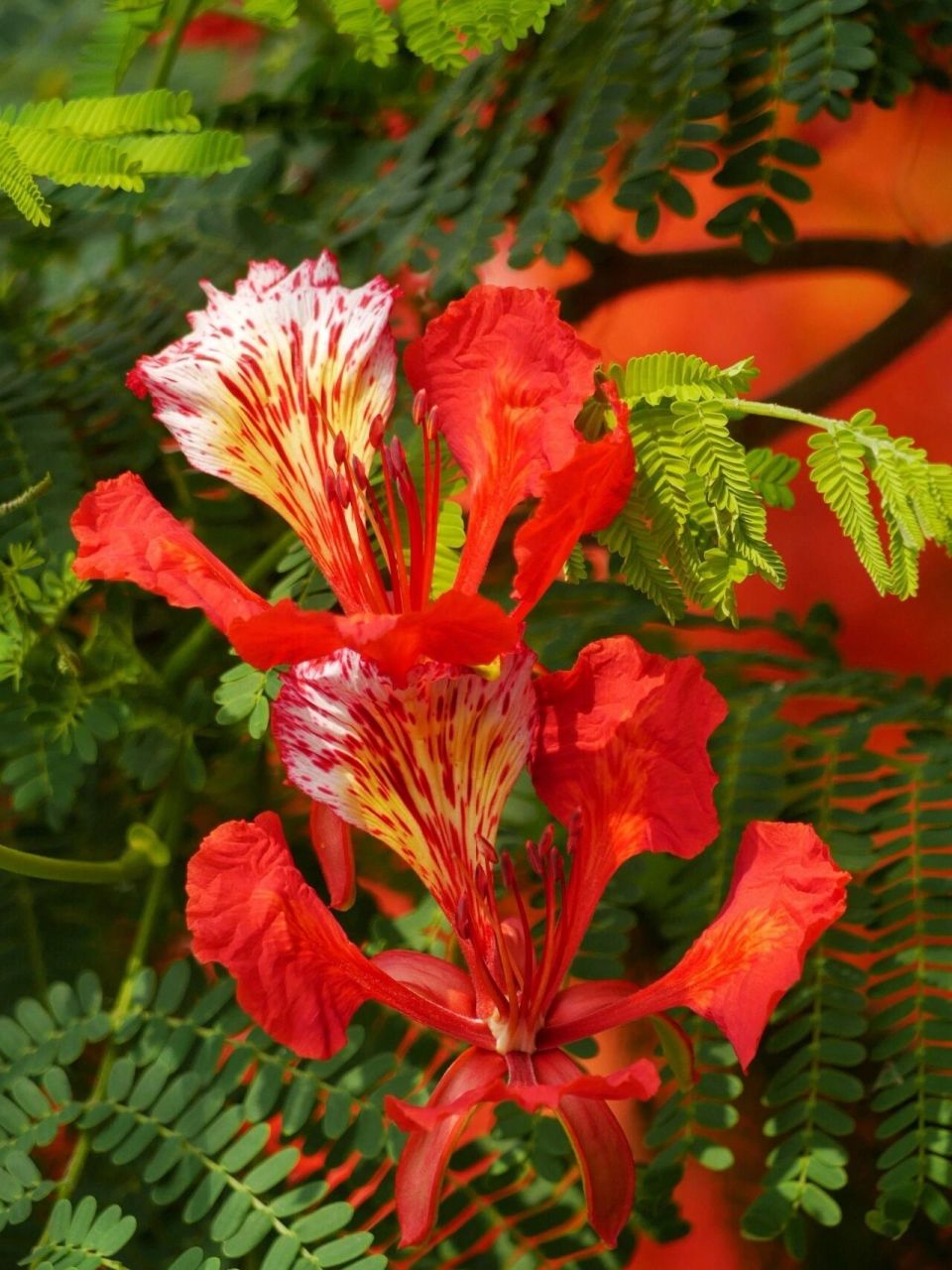 每日植物-凤凰,叶如飞凰羽,花若丹凤冠 凤凰木  花色:红色 高度:5—20