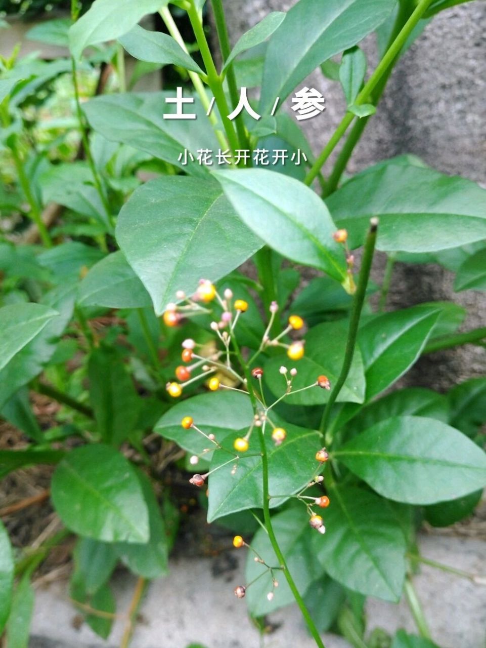 土人参入药部位是根,很有参的样子,且药食同源,具有补中益气,润肺