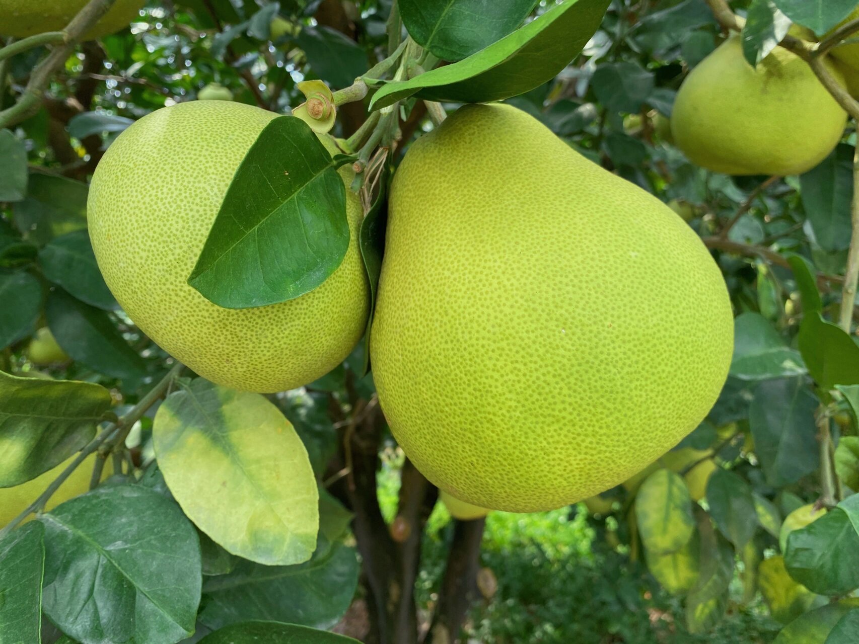 度尾文旦柚即将采摘啦!