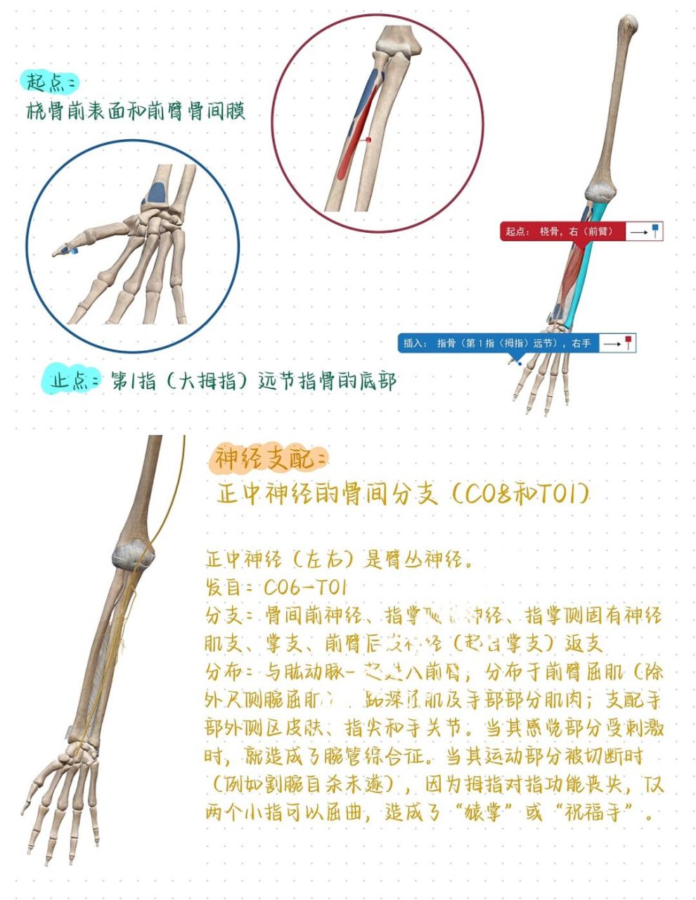 拇长屈肌解剖位置图图片