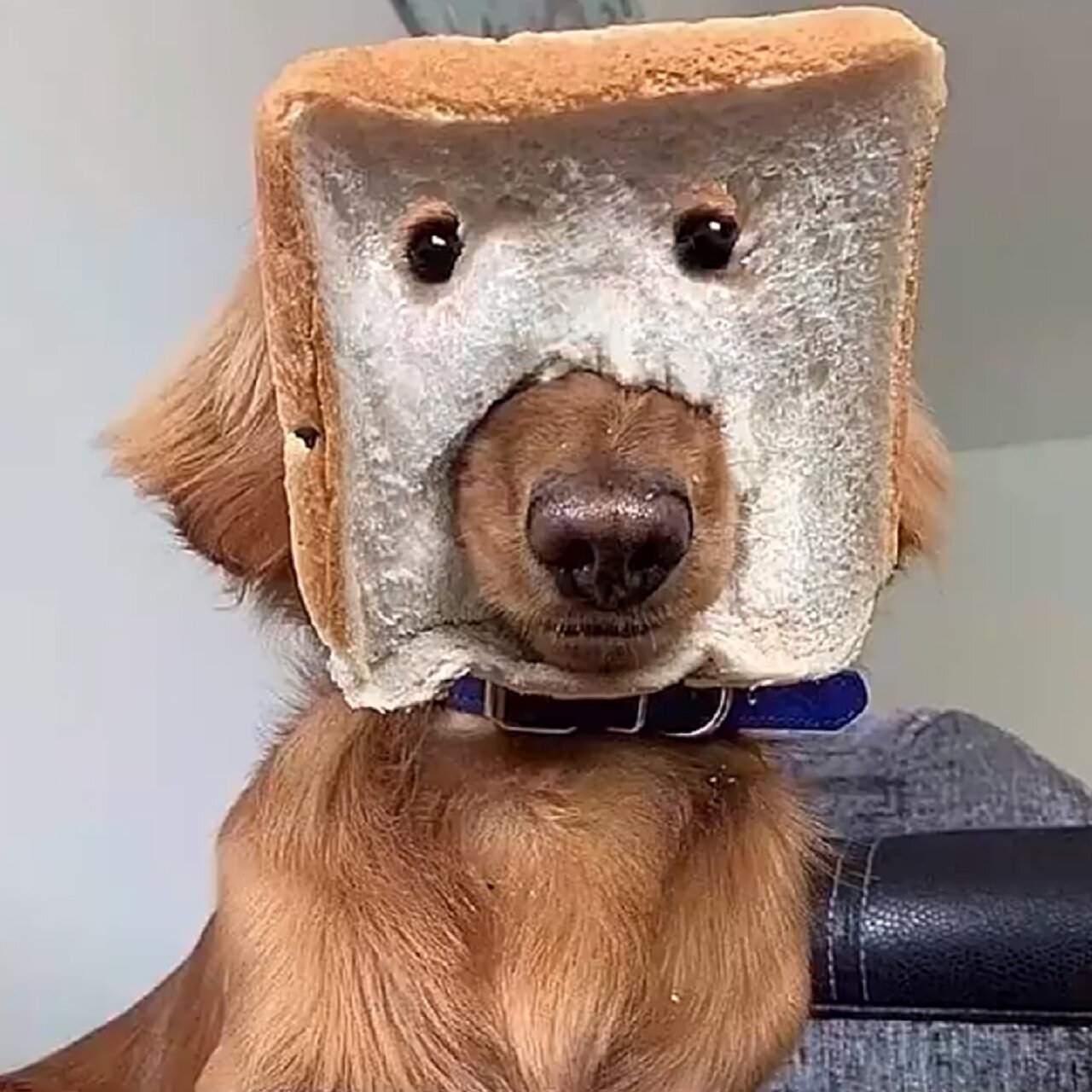 沙雕动物头像第二弹 上次的竟然一万多浏览家人们好给力点赞还差几个