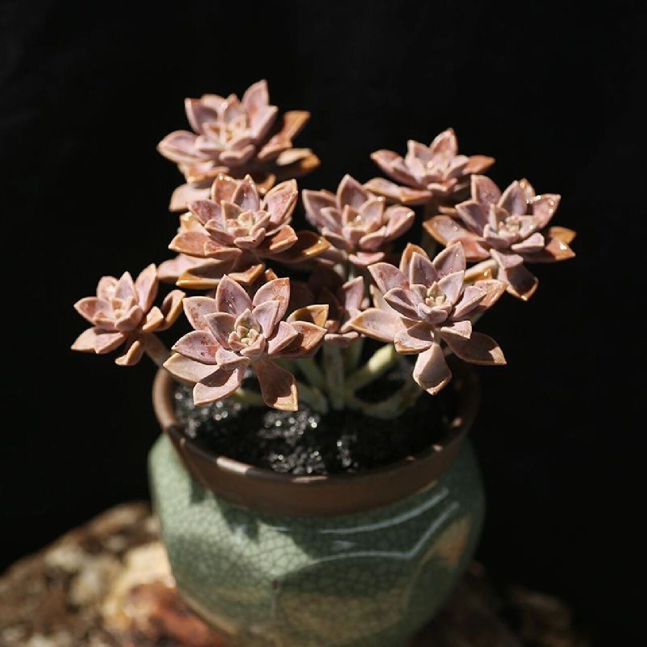 96每天认识一种多肉949896阿伦培 景天科,风车草属的多肉植物