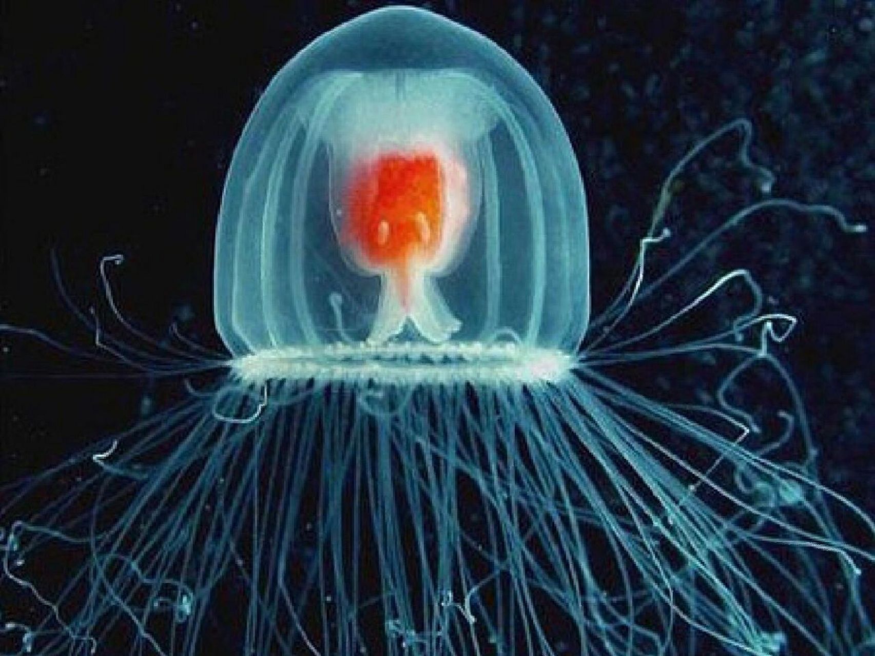 每天认识一种有趣动物|灯塔水母 灯塔水母 (学名: turritopsis