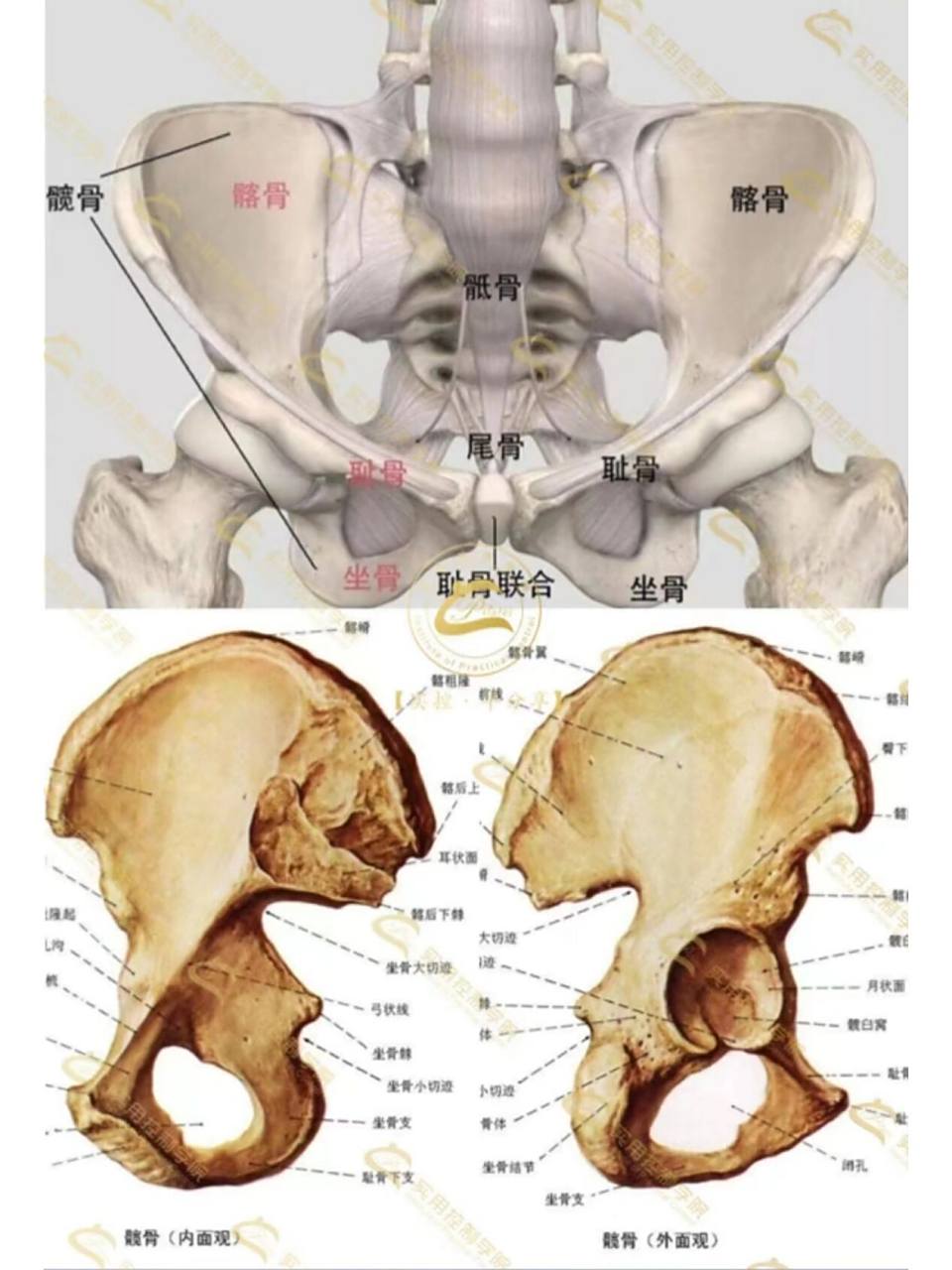 到青春期结束时,三个区域将融合在一起,到25岁时