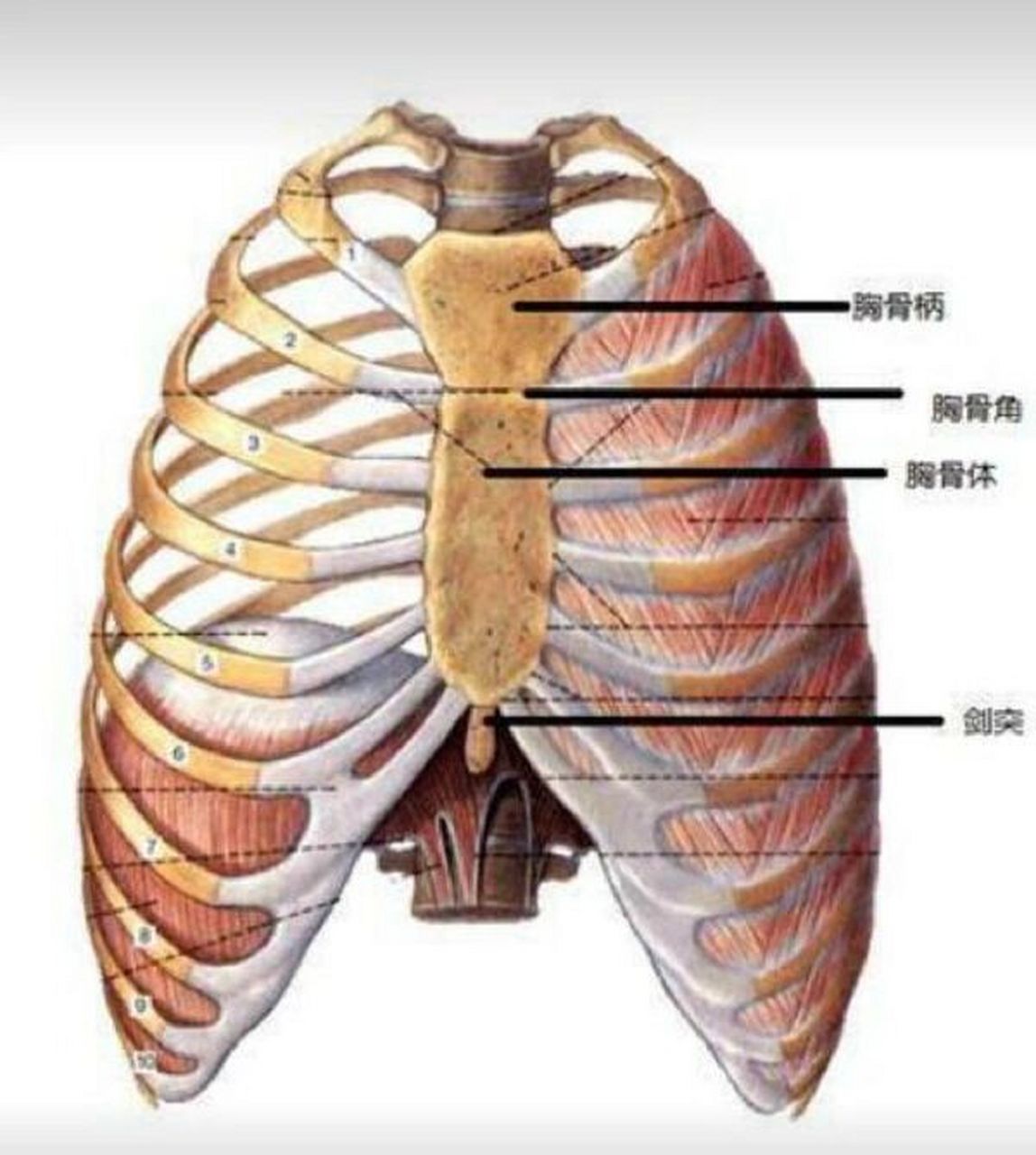 蔽骨的准确位置图片图片