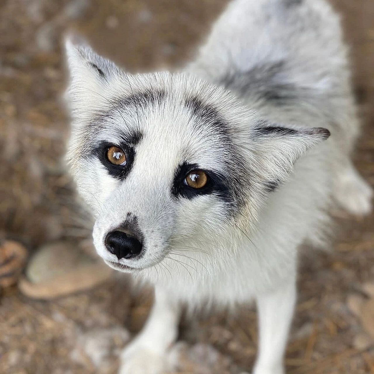 【熊猫狐】 熊猫狐(这个名字最早是国内"上海异宠"起的) 又叫大理石狐