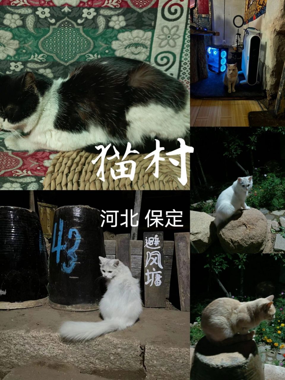地点:河北省保定市阜平县猫村 费用:免费!