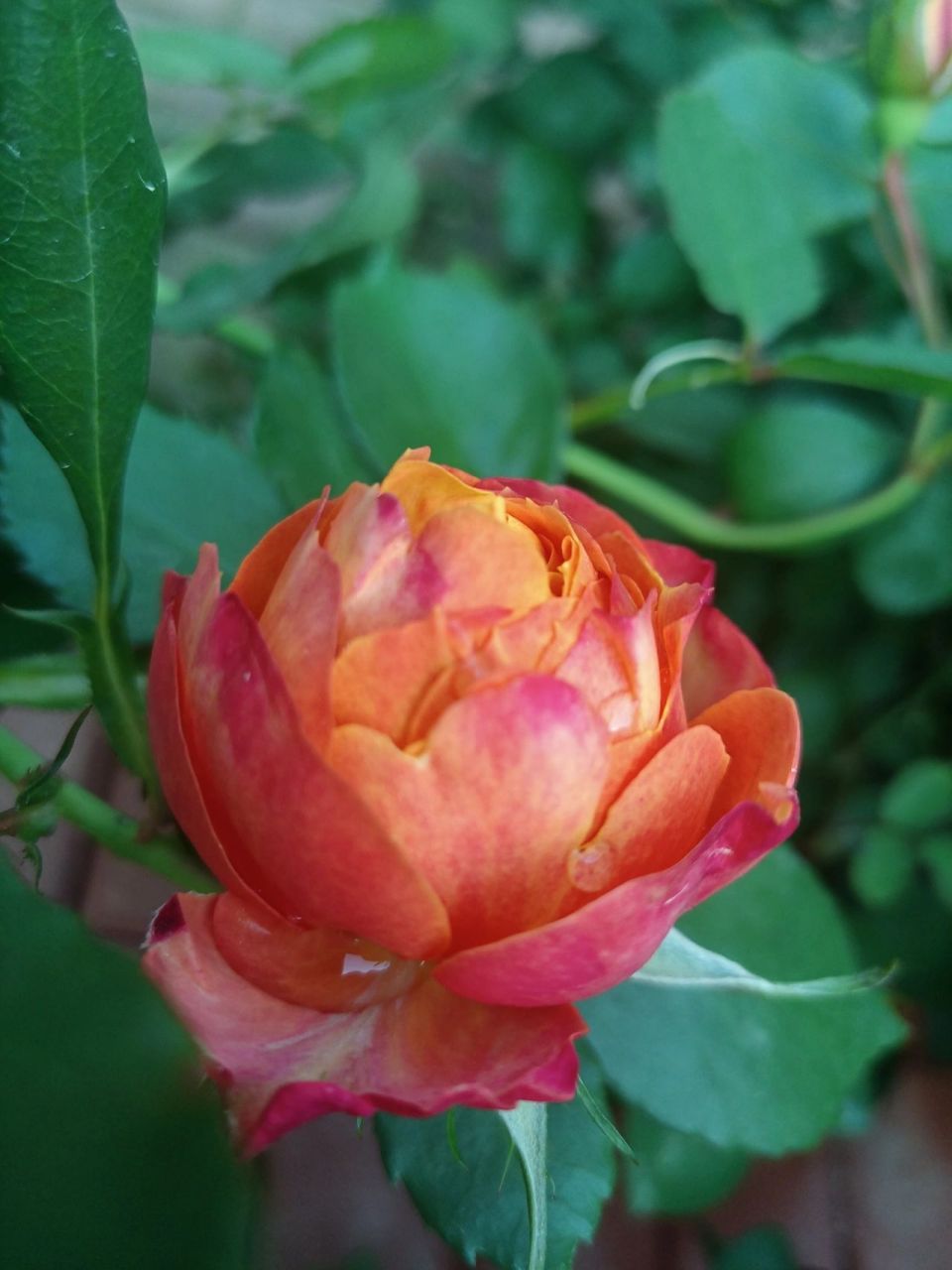 月季 浪漫宝贝 浪漫宝贝月季,去年从小苗带起的,冬天翻盆放了很多肥