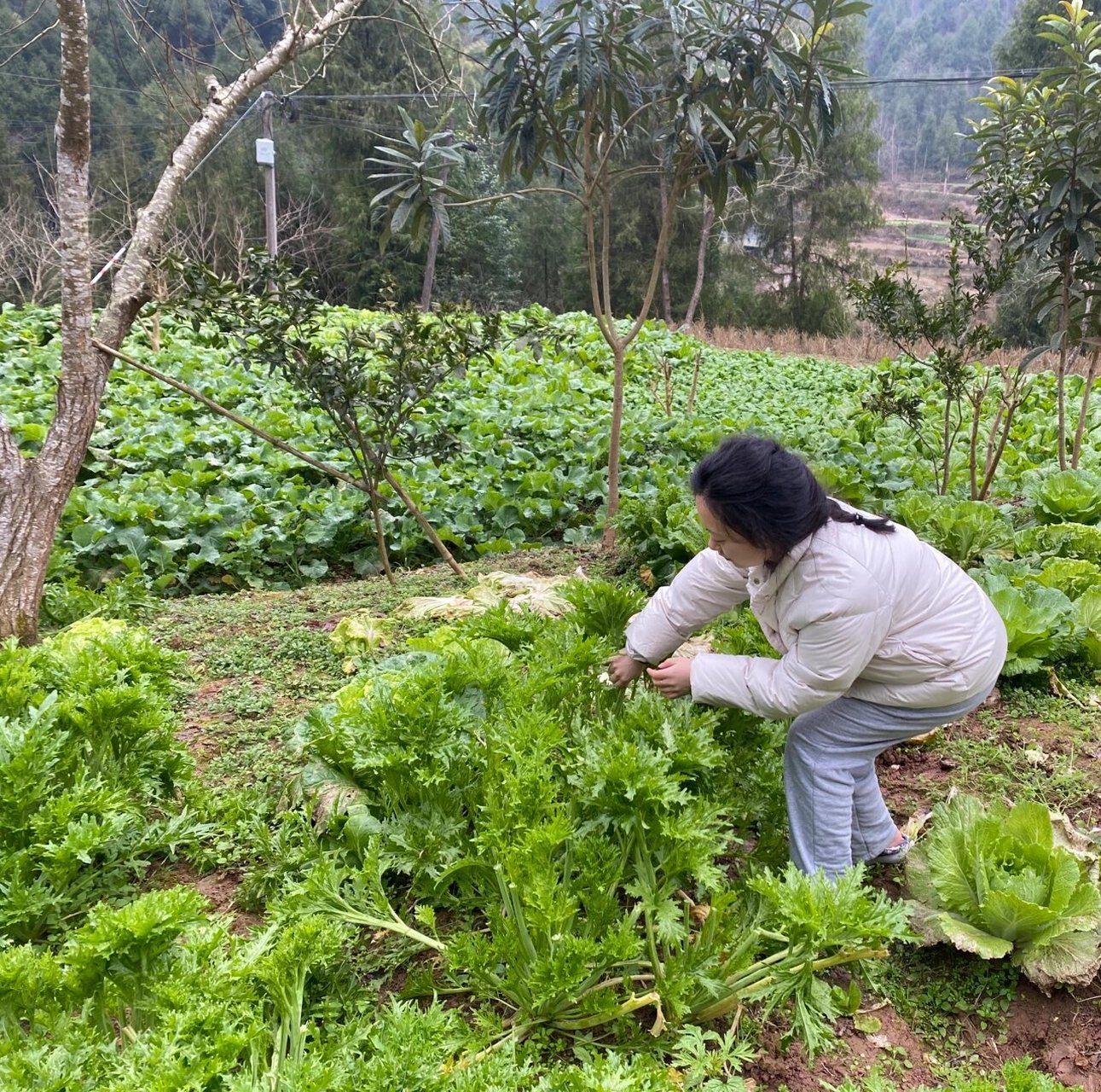 鸡翼菜植物图片图片