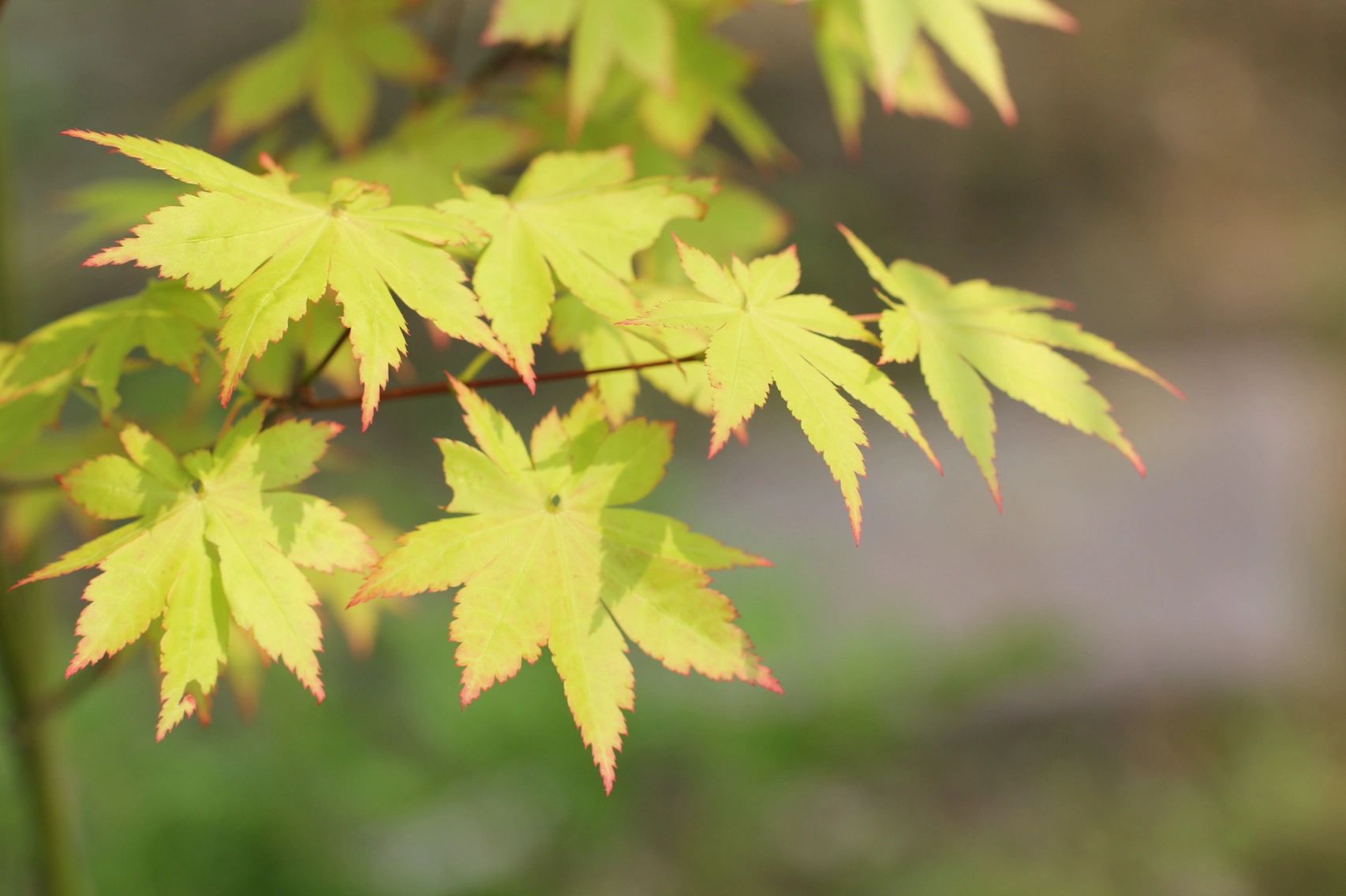 夏金-皮实不娇气的金叶枫树 鳗园的枫树夏金 acer palmatum summer