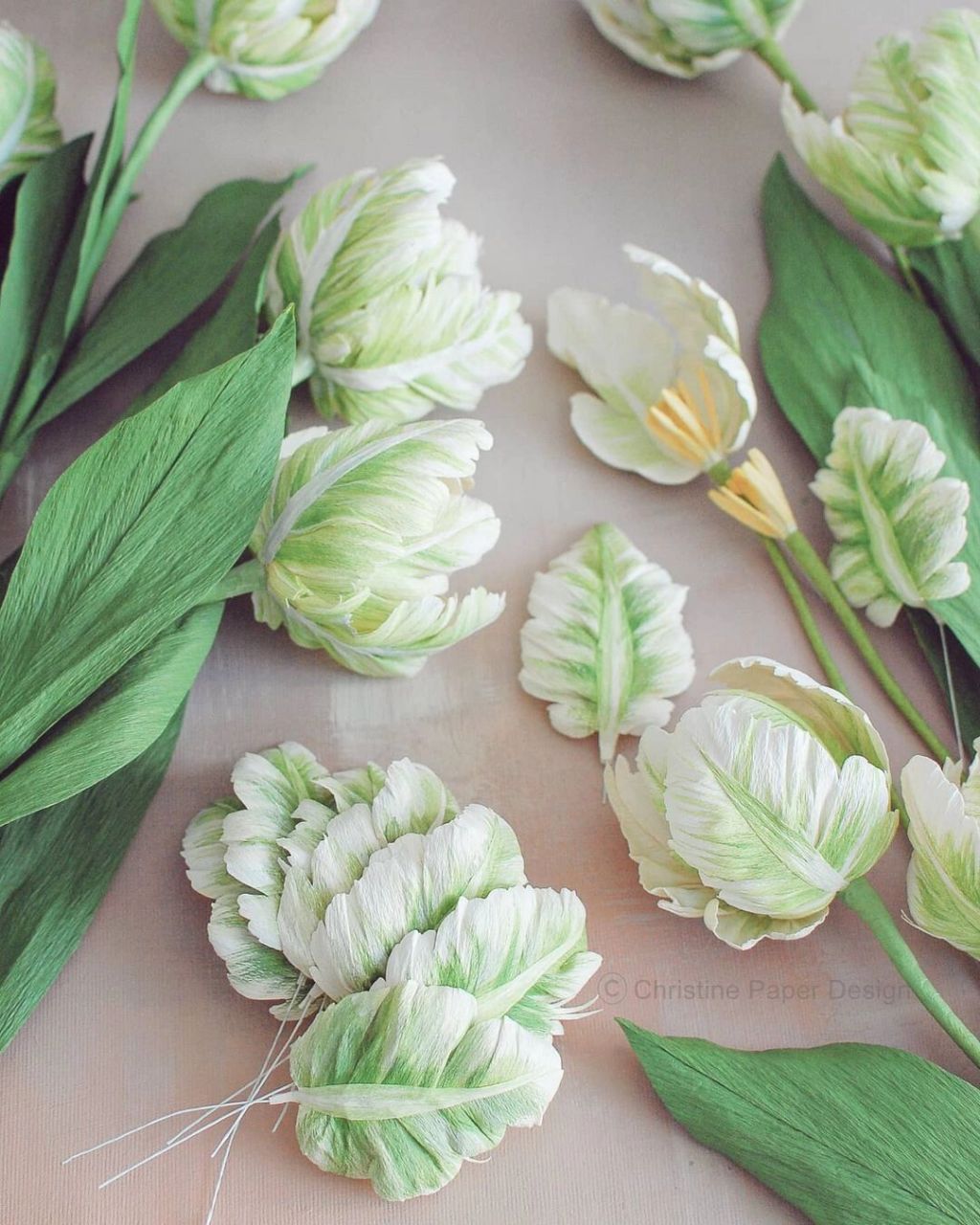 纸艺|纸花:皱纹纸上"盛开"的白鹦鹉郁金香6015 作品分享 艺术家