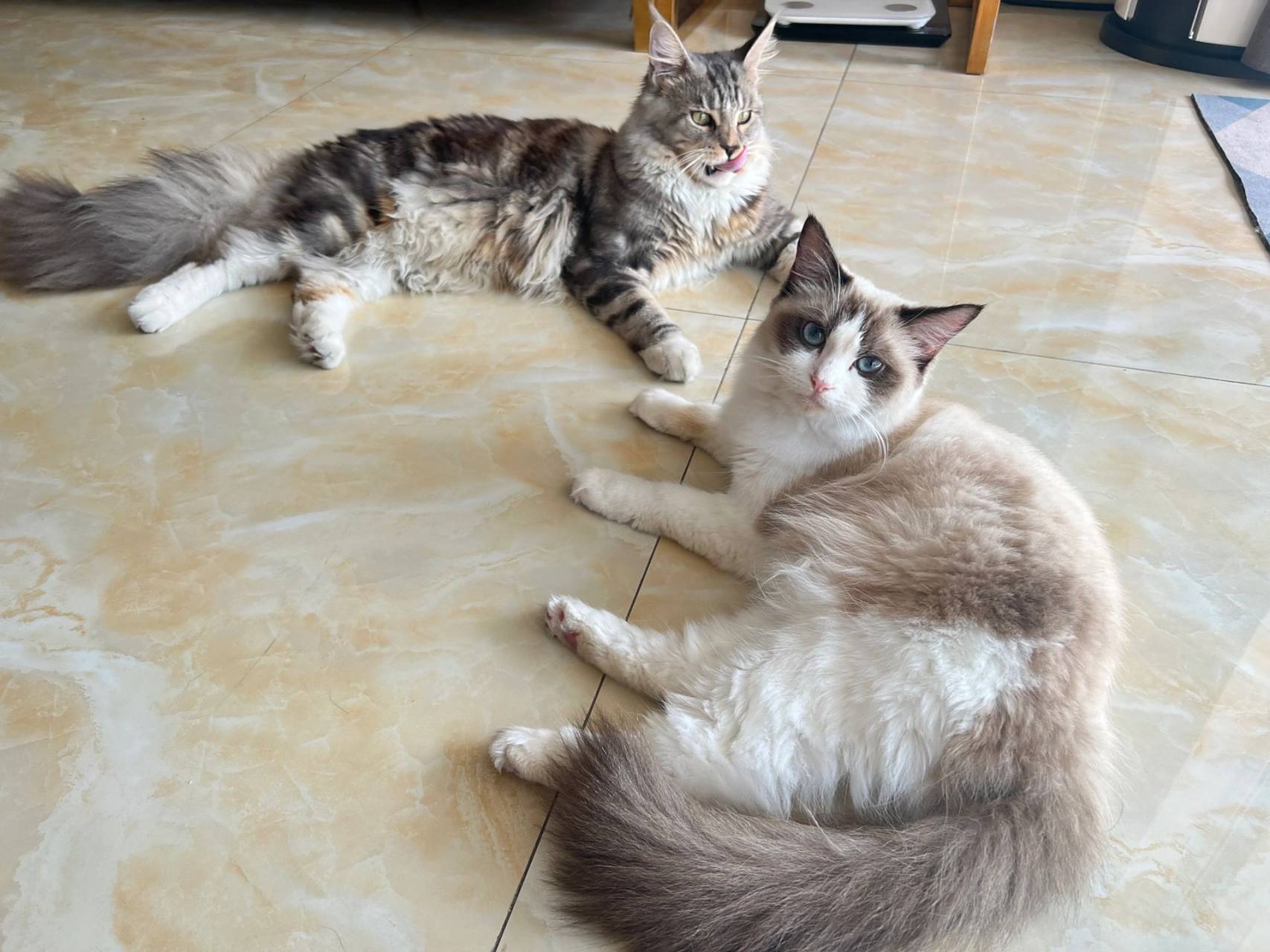 如果缅因猫和布偶猫交配了会生出什么猫?