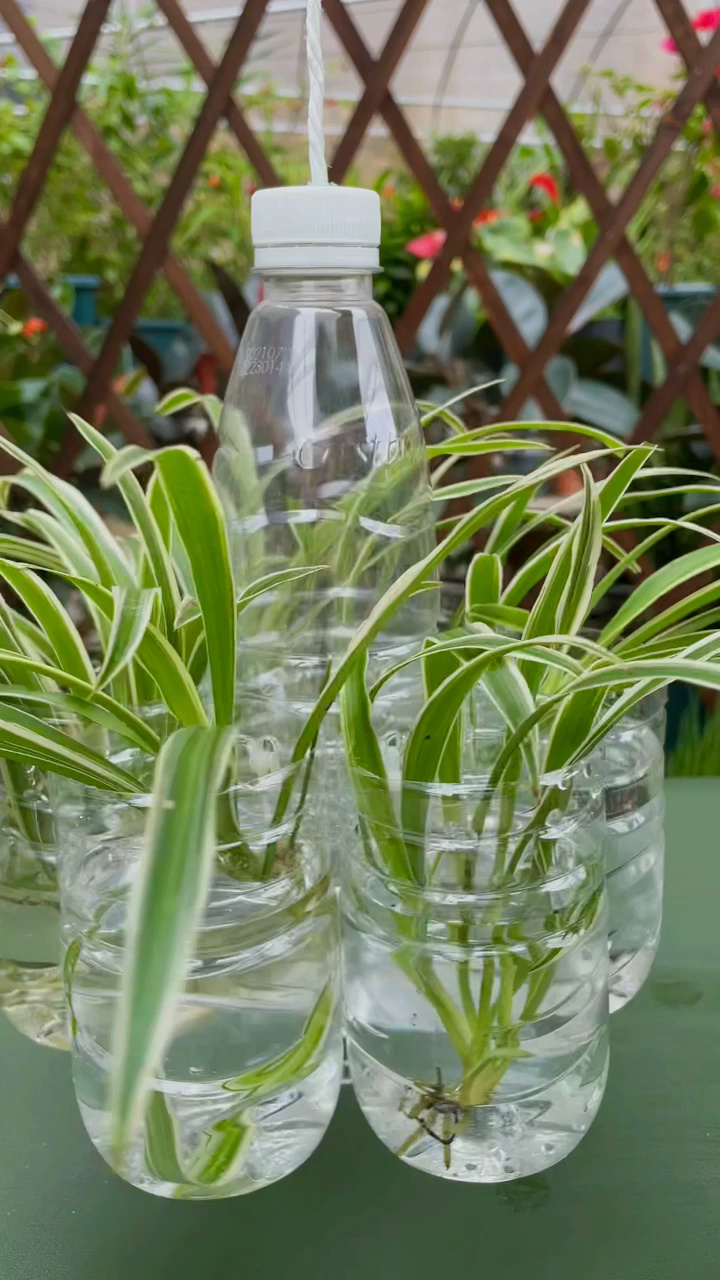 废弃的瓶子不要扔,动动手秒变水培花盆