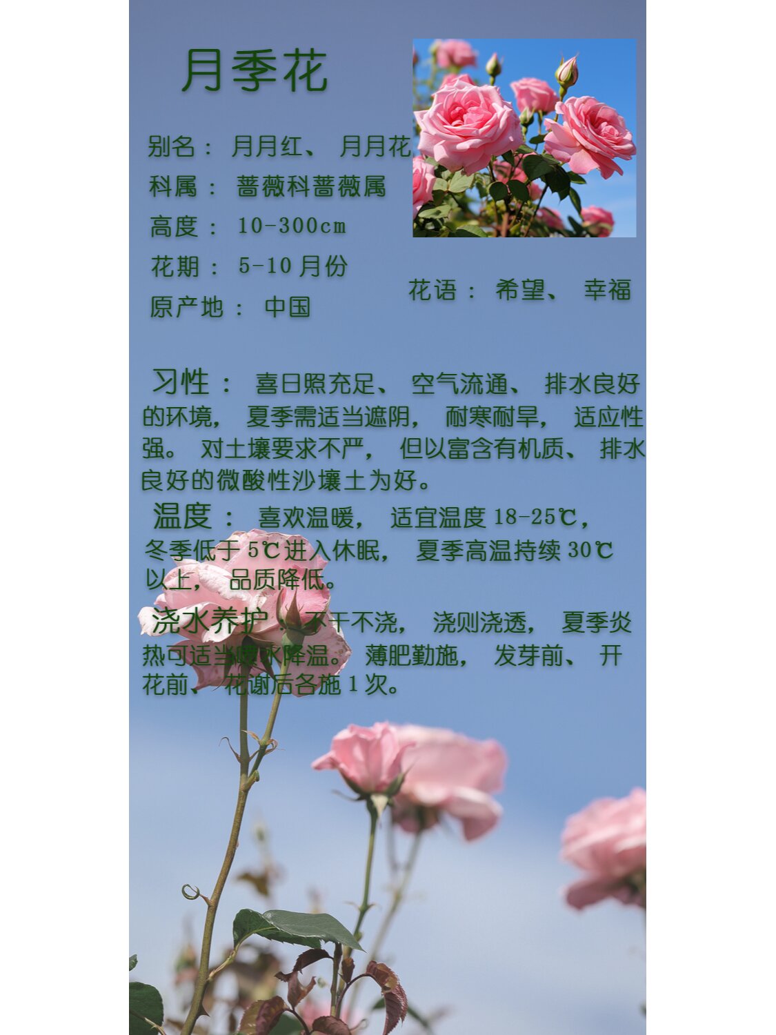 绿植养护月季花