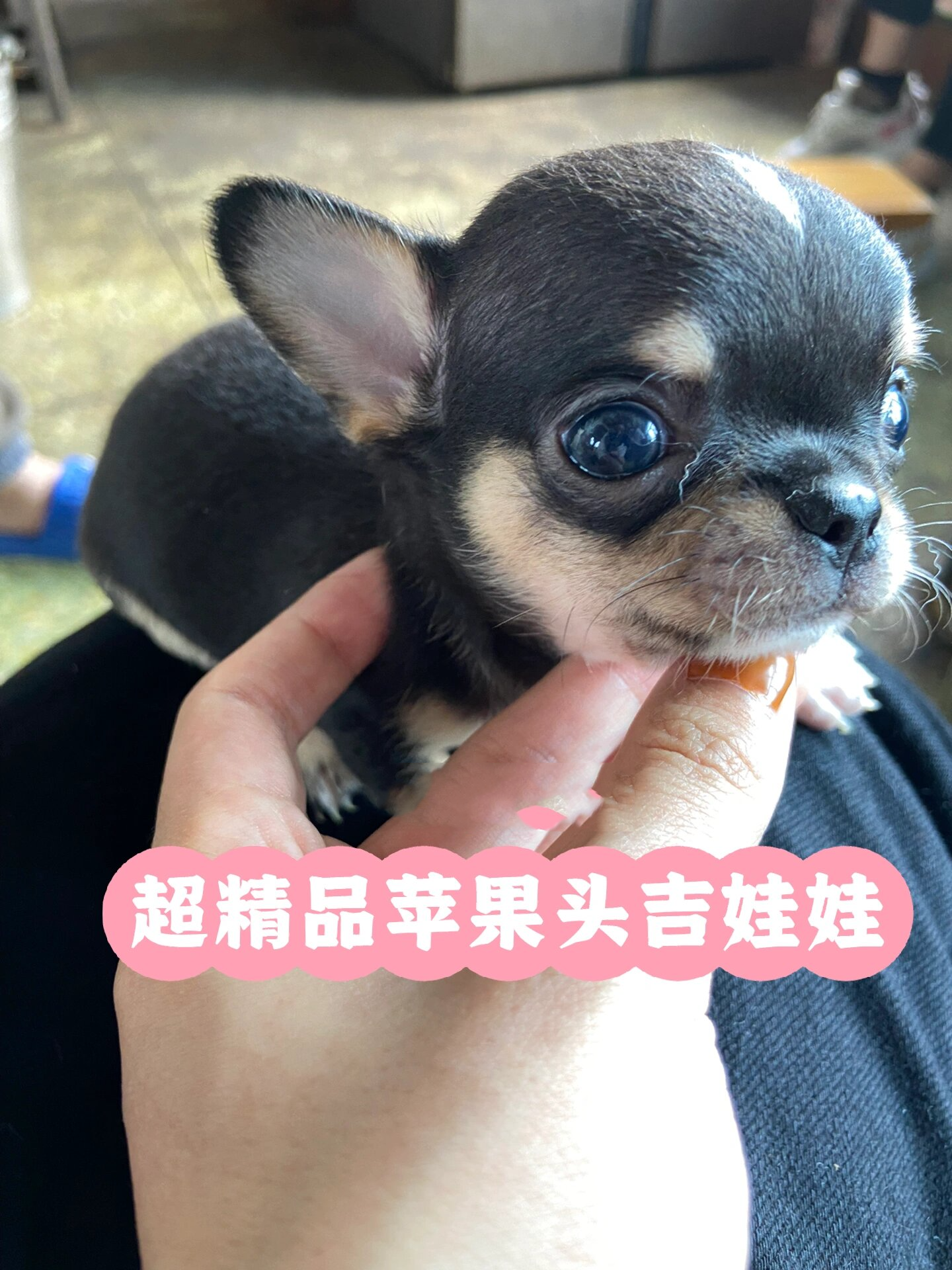 9日出生的吉娃娃宝宝,快要打第一针疫苗啦,蹲蹲新主人,吉娃娃爱好者们