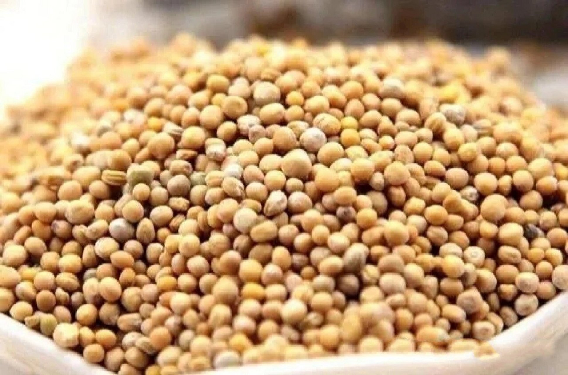 中药小课堂—白芥子 药名:白芥子. 药用部位:种子.