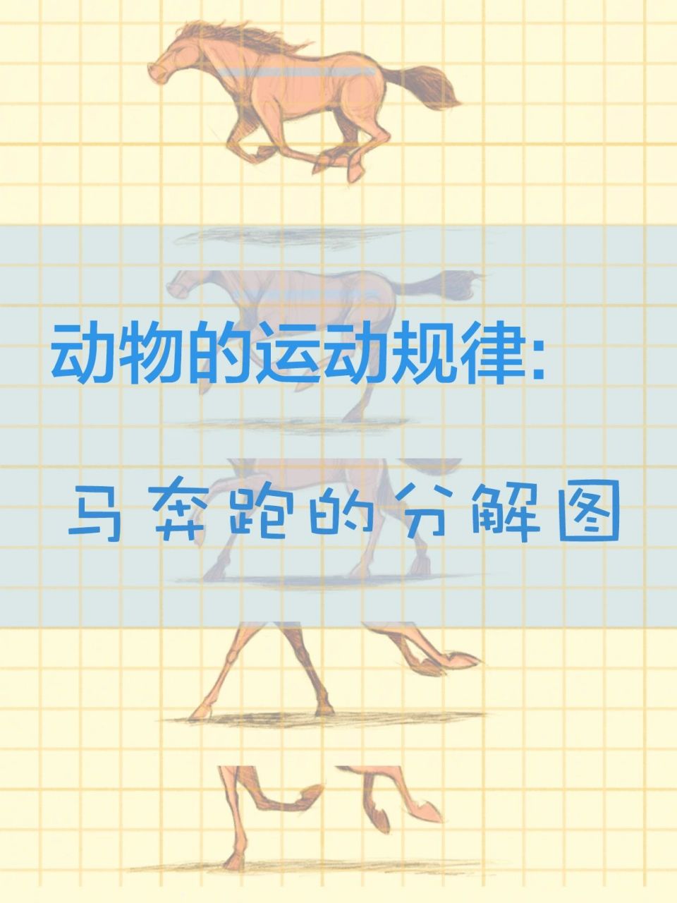 动画中马奔跑的规律分解图～～ 分解重点: 图1,四蹄腾空,身体最高,可