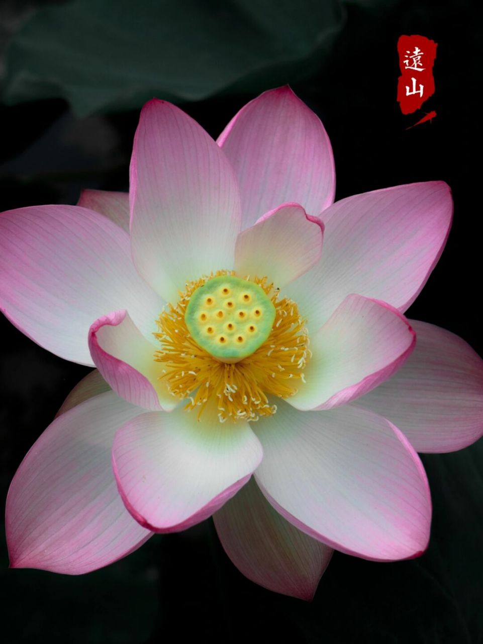 秋初的荷花正面照#荷花# #夏日荷花# #荷花写真