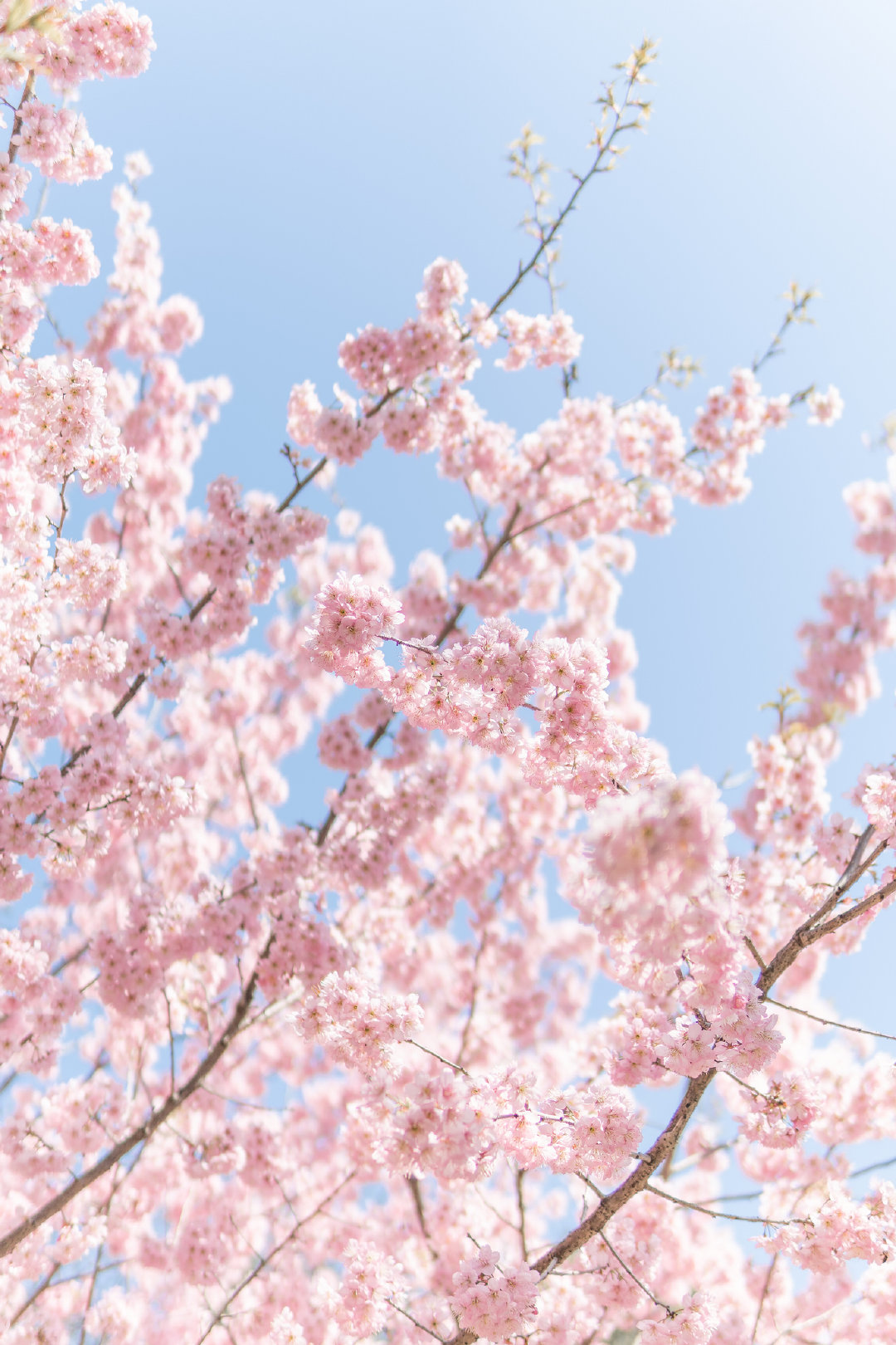 花开时节遇见最美城市 武汉樱花雨淋湿长江岸,热干面混