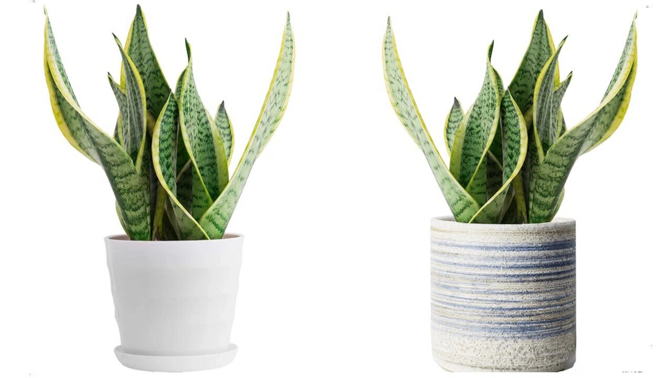 写生素材【虎皮兰】高清图片