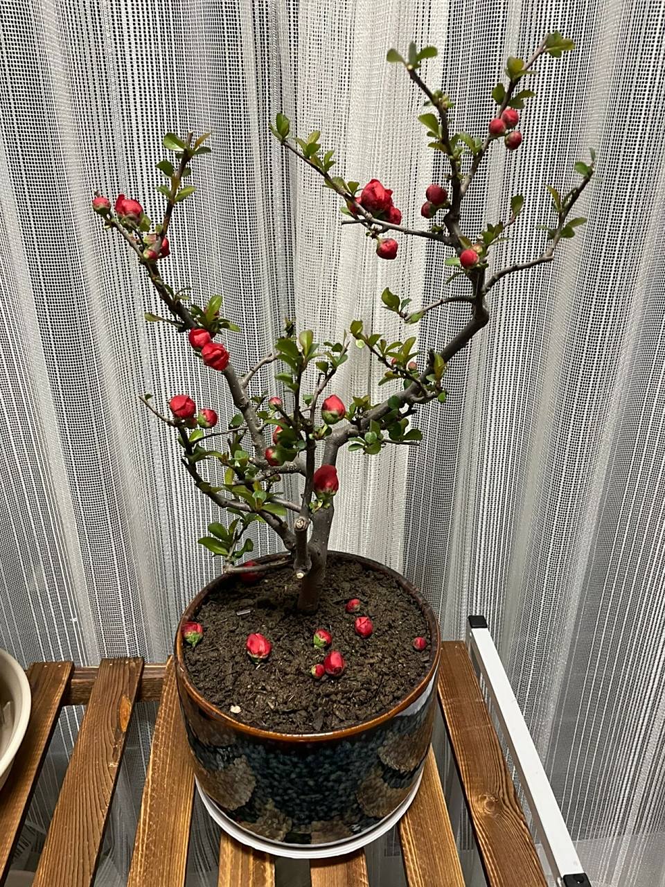 长寿冠海棠怎么养? 这个花有人养过吗,看到淘宝图片好漂亮,就买了.