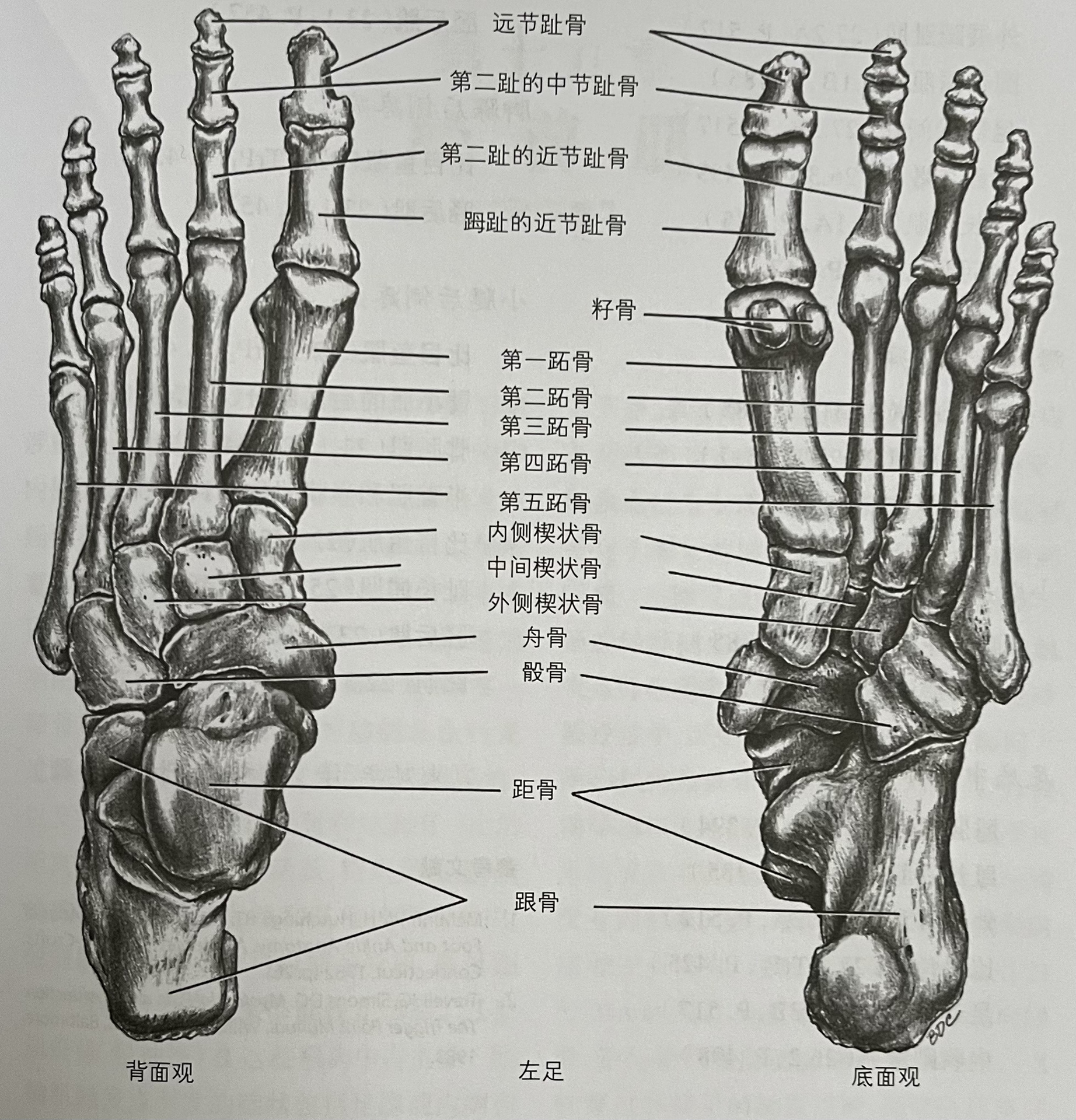 你数数 图 左足的骨骼 背面观和底面观明天要开始讲膝盖以下的疼痛