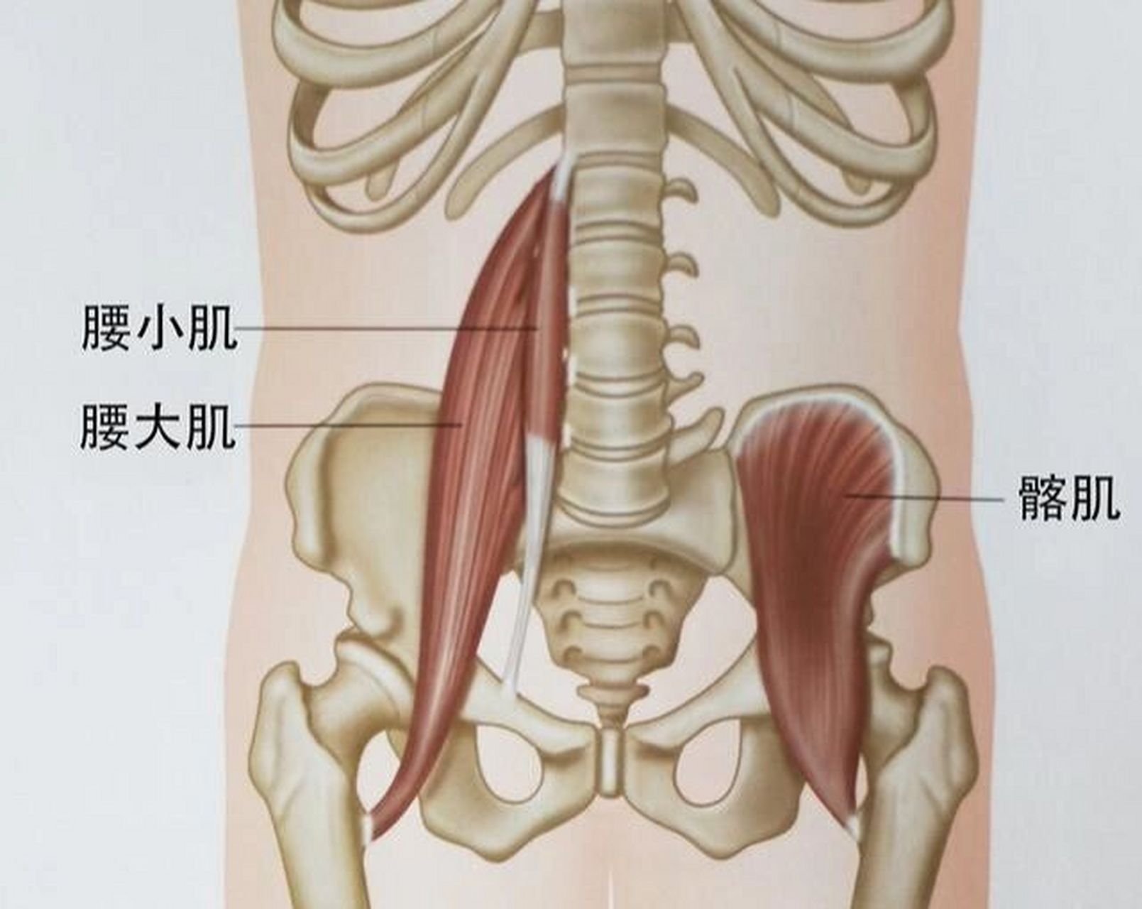 髂腰肌的重要性 髂腰肌,作为唯一直接连接脊柱和下肢的肌肉,是日常