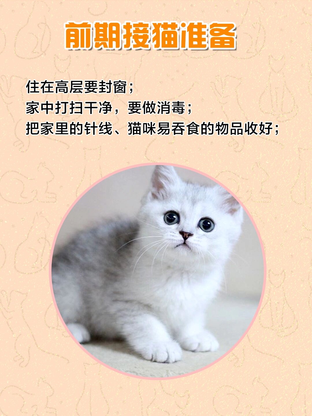 饲养攻略7199|英短银渐层怎么养?
